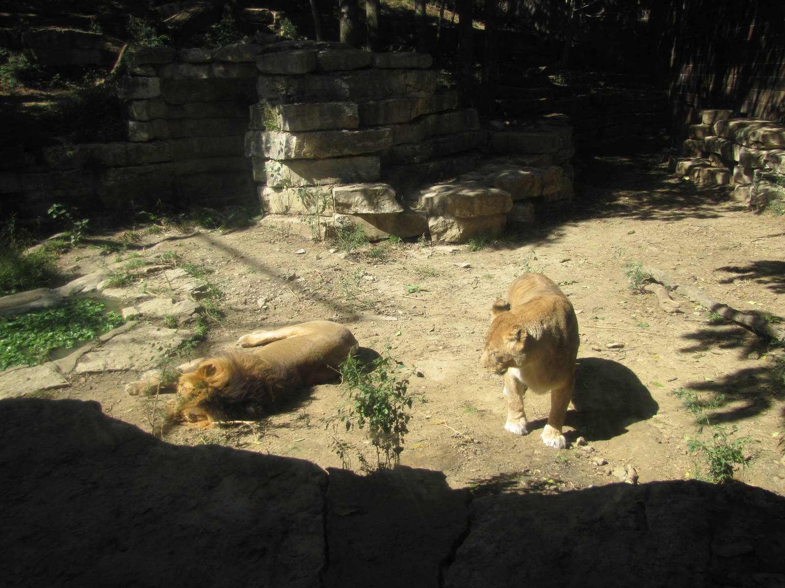 Henry Doorly Zoo 2010 - African Lions in the Cat Complex