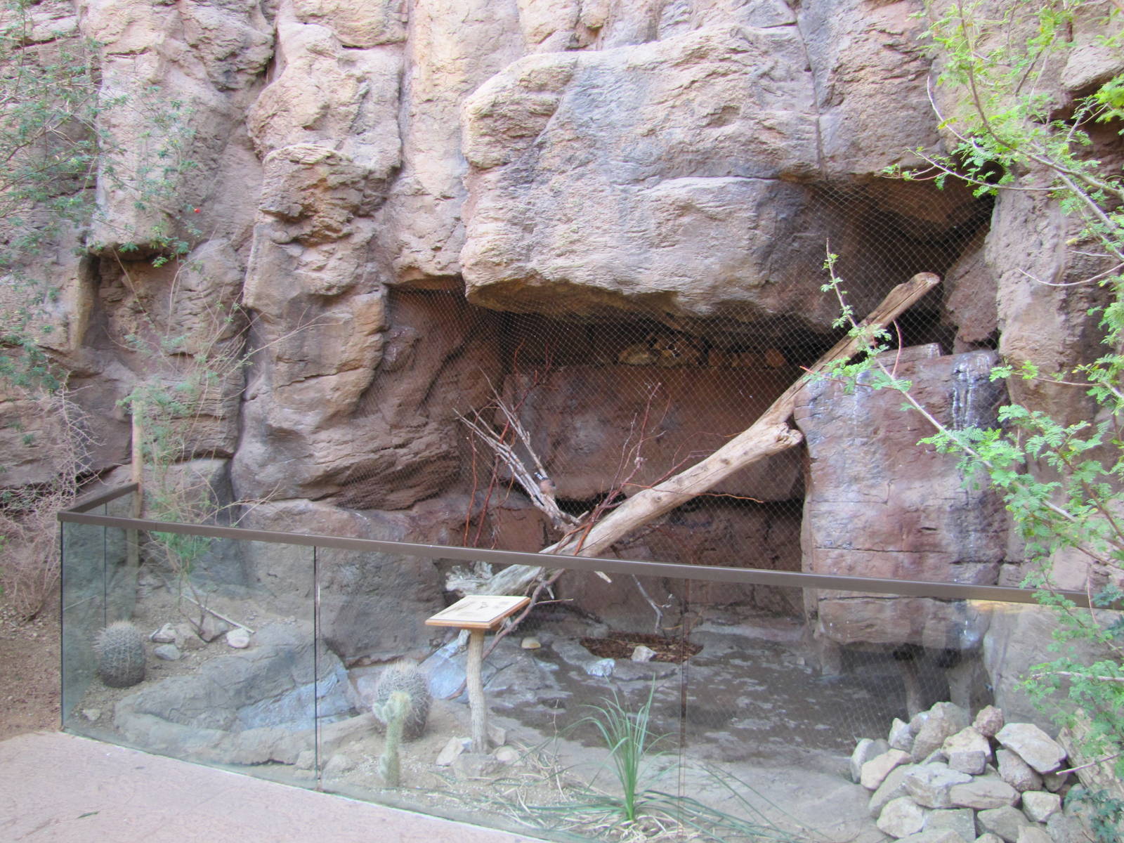 Henry Doorly Zoo 2010 - American Kestral exhibit in Desert Dome