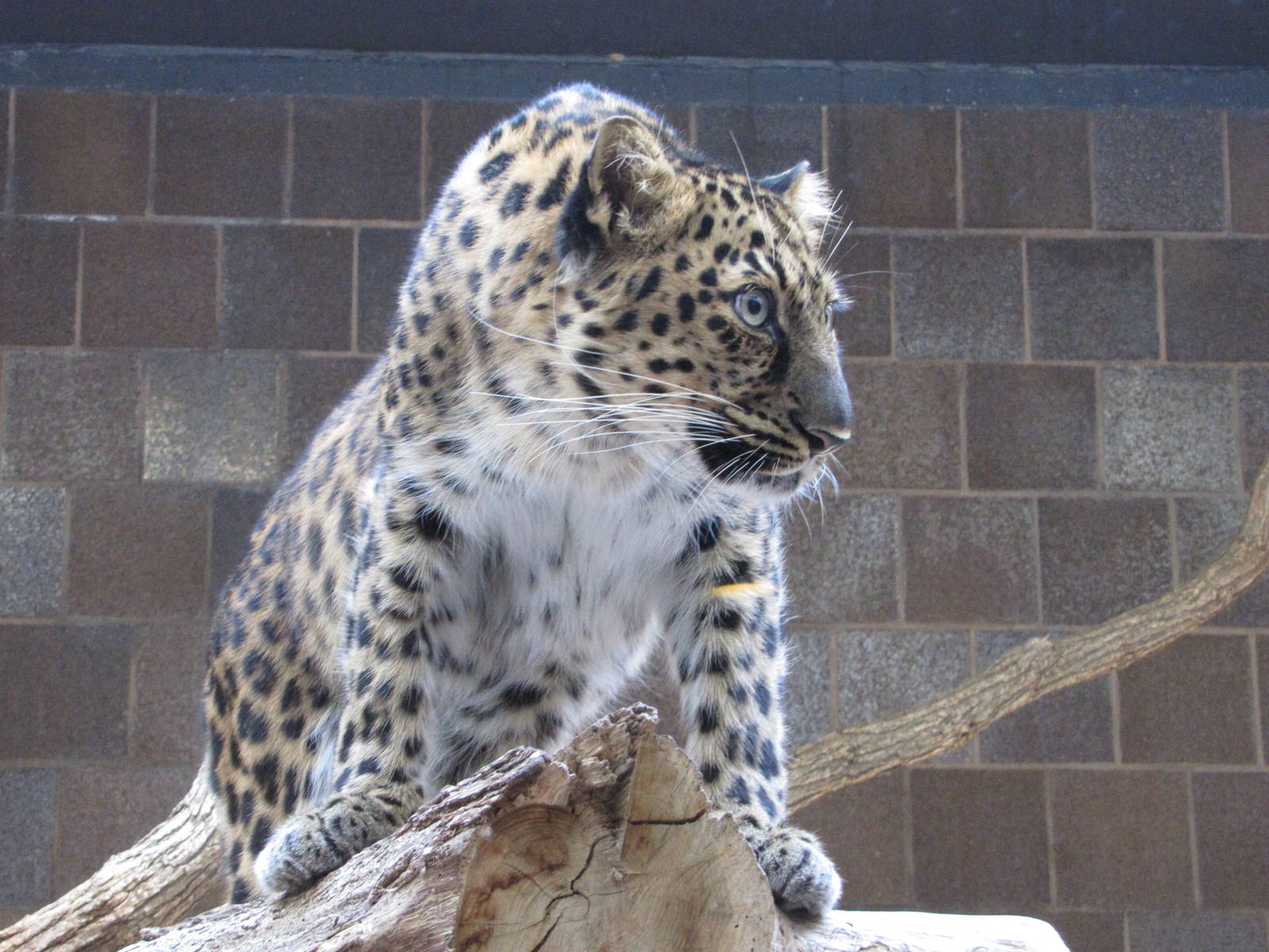 Henry Doorly Zoo 2010 - Amur Leopard in the Cat Complex