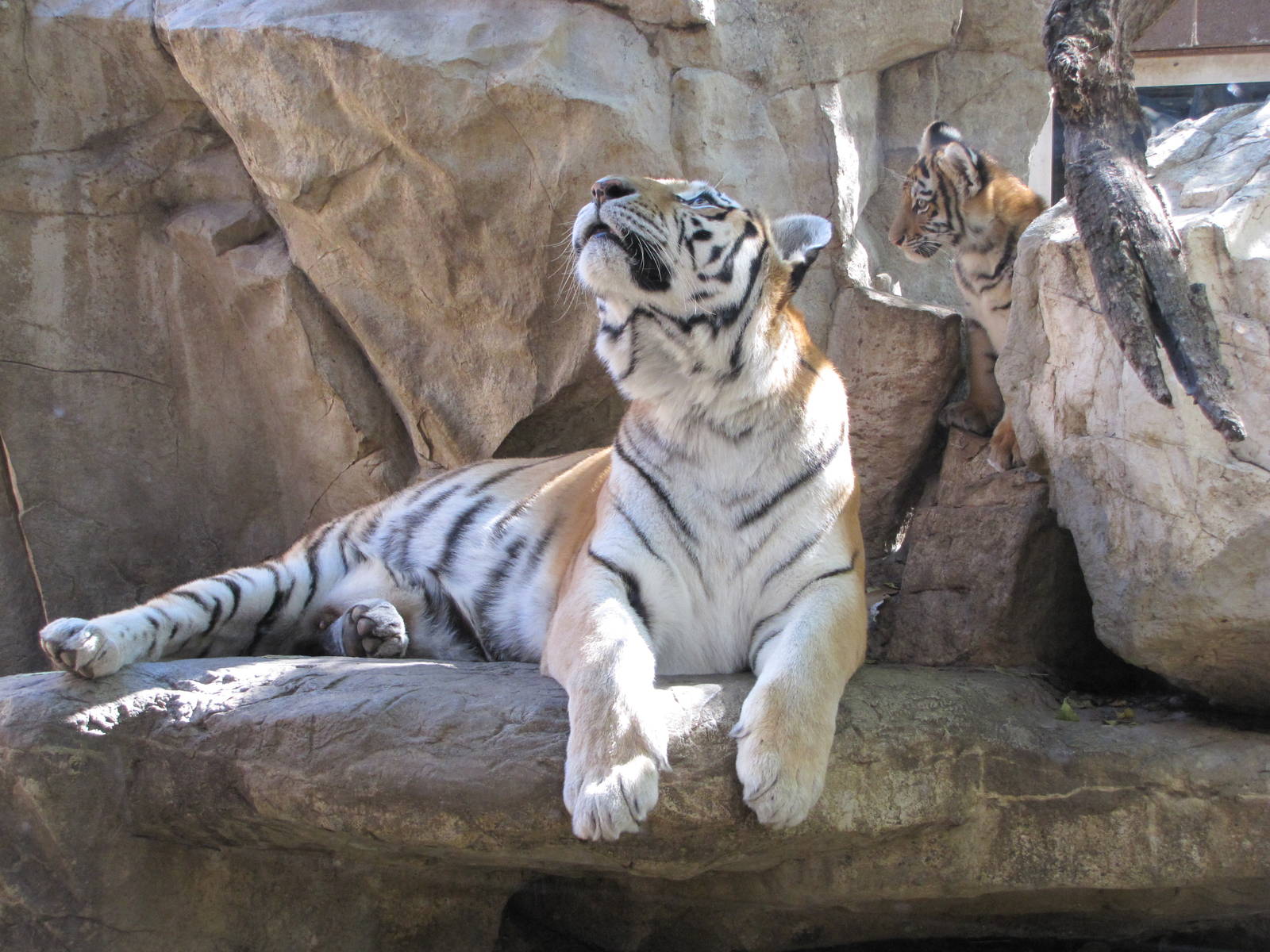 Henry Doorly Zoo 2010 - Amur Tiger and cub in the Cat Complex