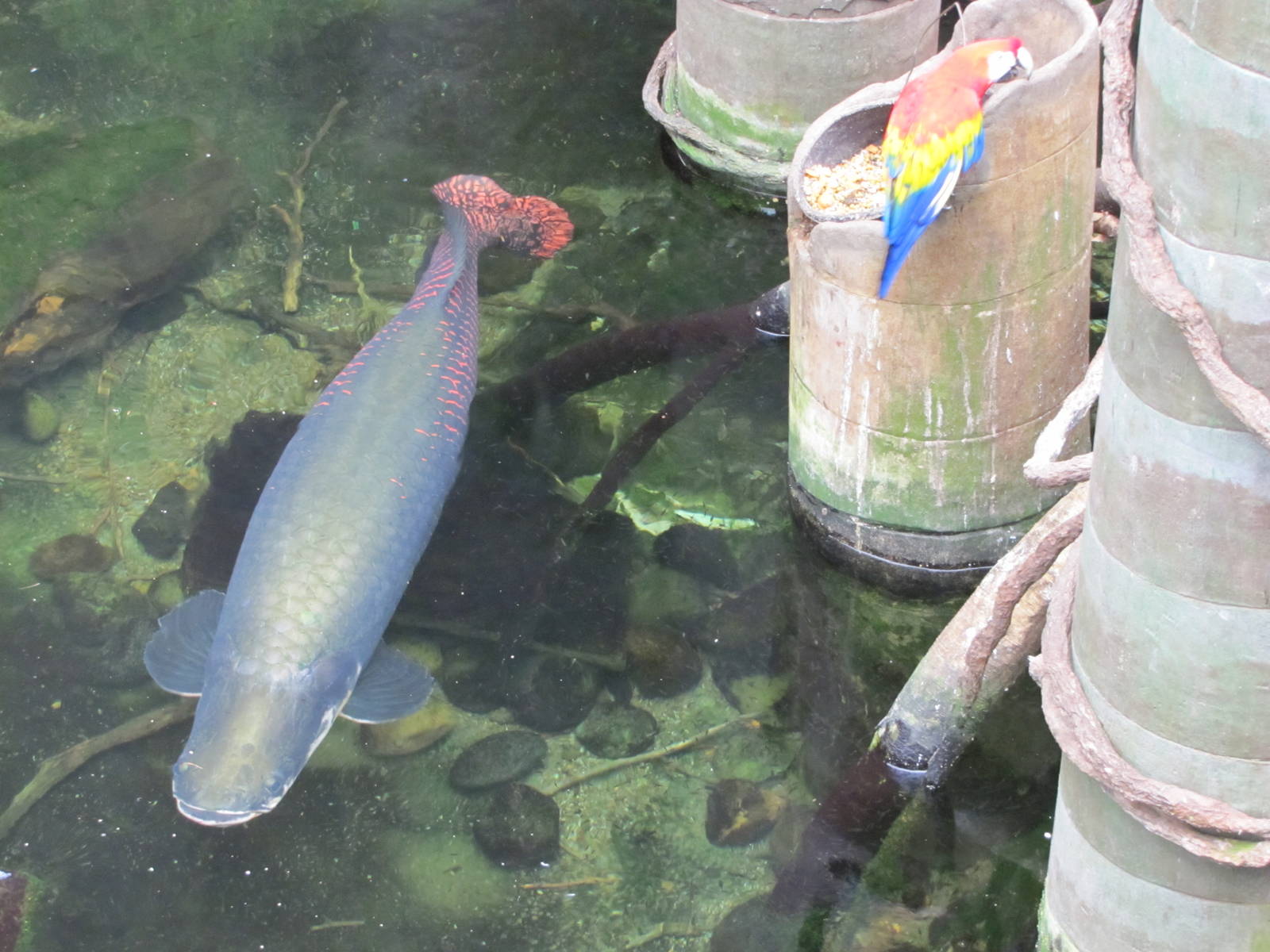 Henry Doorly Zoo 2010 - Arapaime and Scarlet Macaw in Lied Jungle