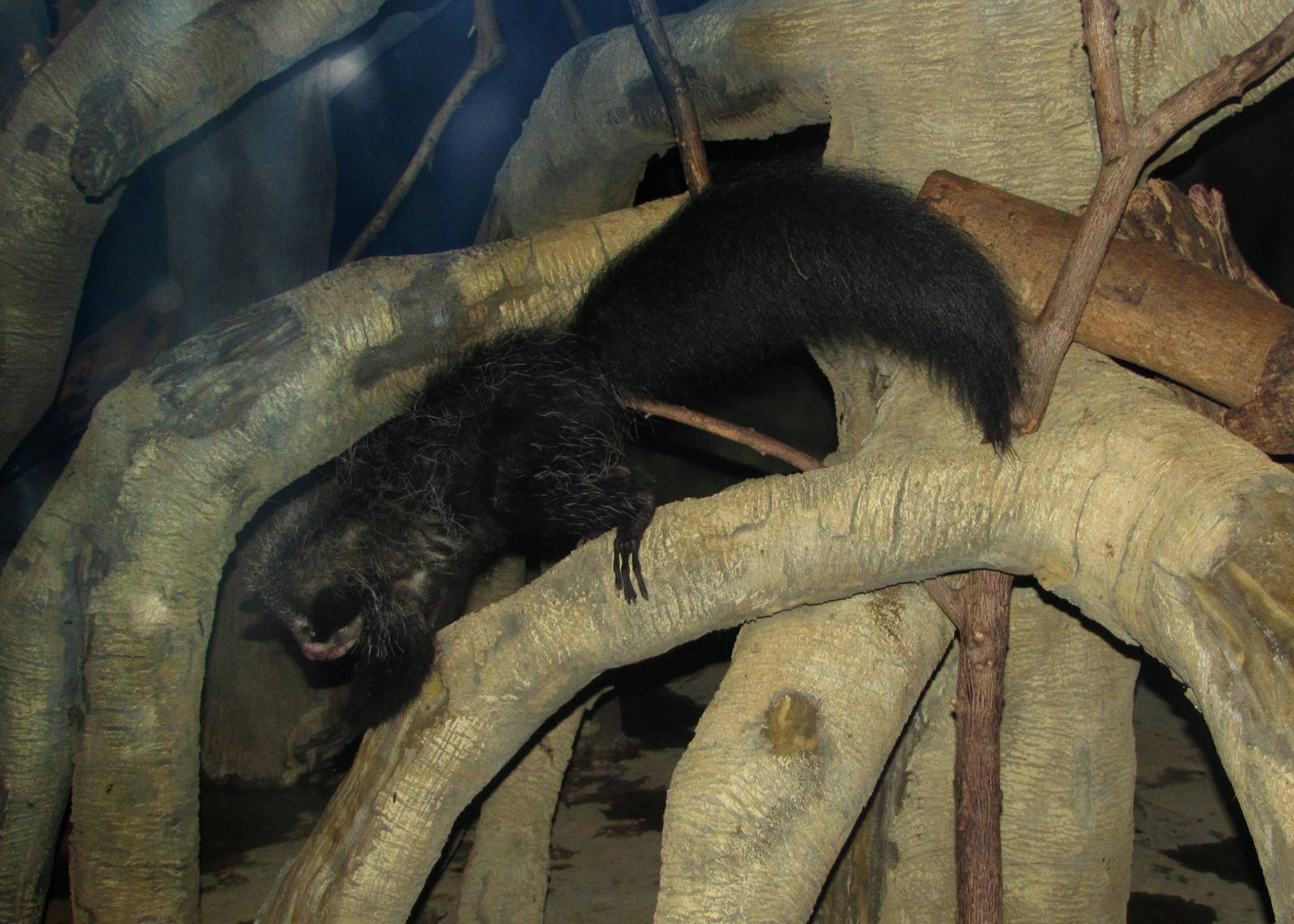 Henry Doorly Zoo 2010 - Aye Aye in Expedition Madagascar
