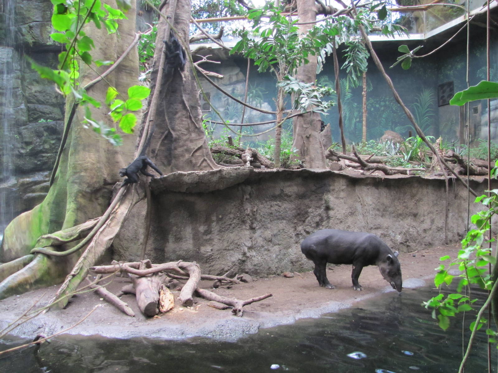 Henry Doorly Zoo 2010 - Bairds Tapir and Geoffreys Spider Monkey in Lied Ju