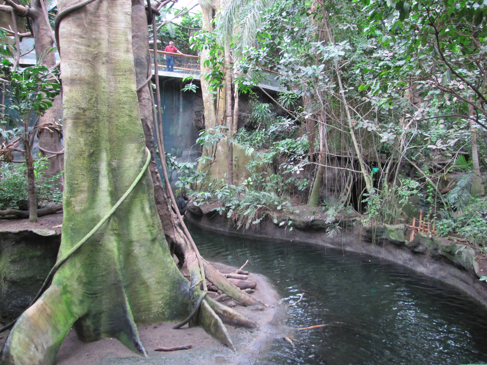 Henry Doorly Zoo 2010 - Bairds Tapir exhibit in Lied Jungle