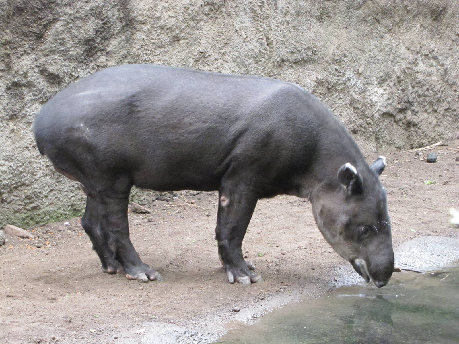 Henry Doorly Zoo 2010 - Bairds Tapir in Lied Jungle