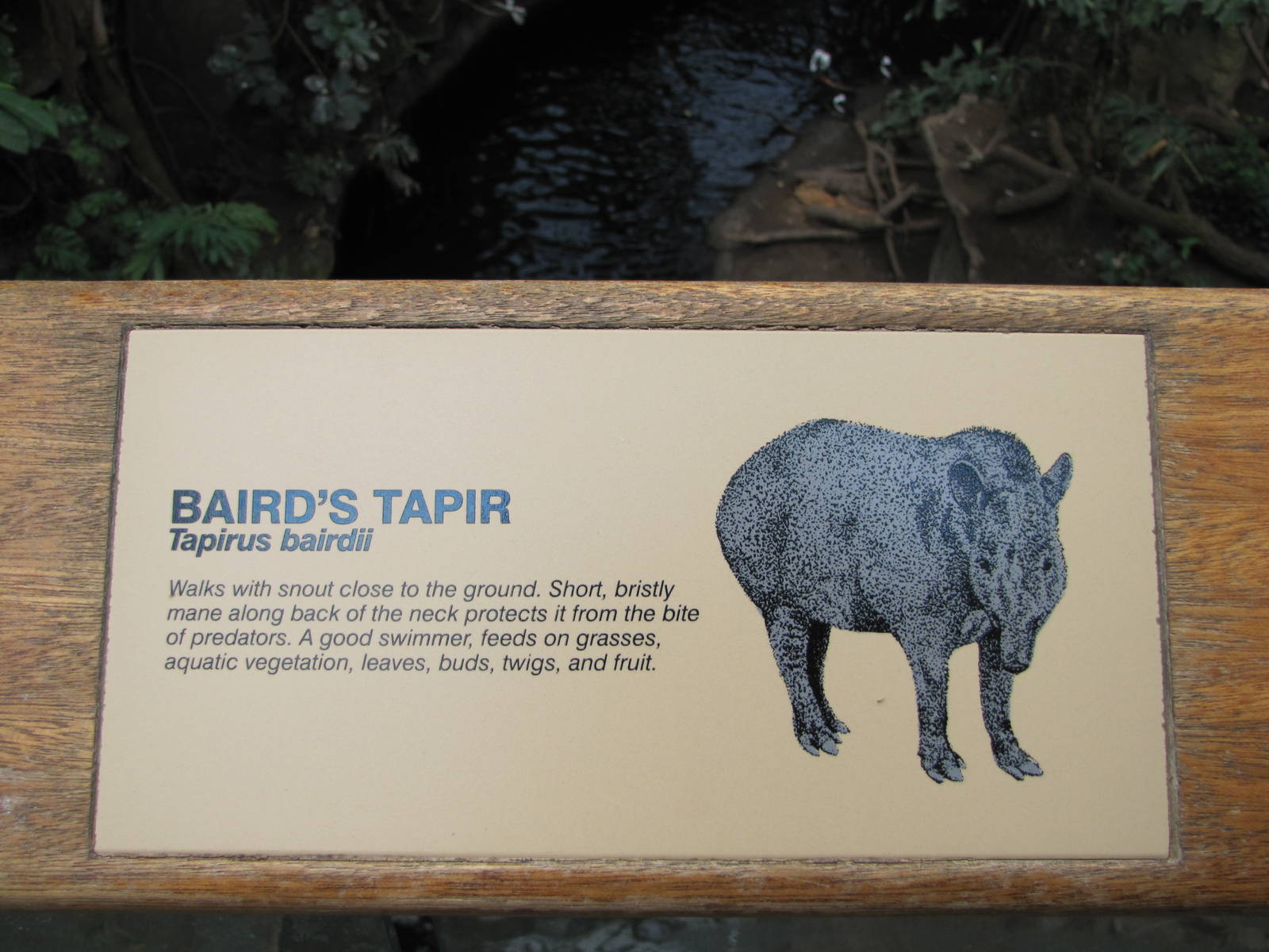 Henry Doorly Zoo 2010 - Bairds Tapir label in Lied Jungle