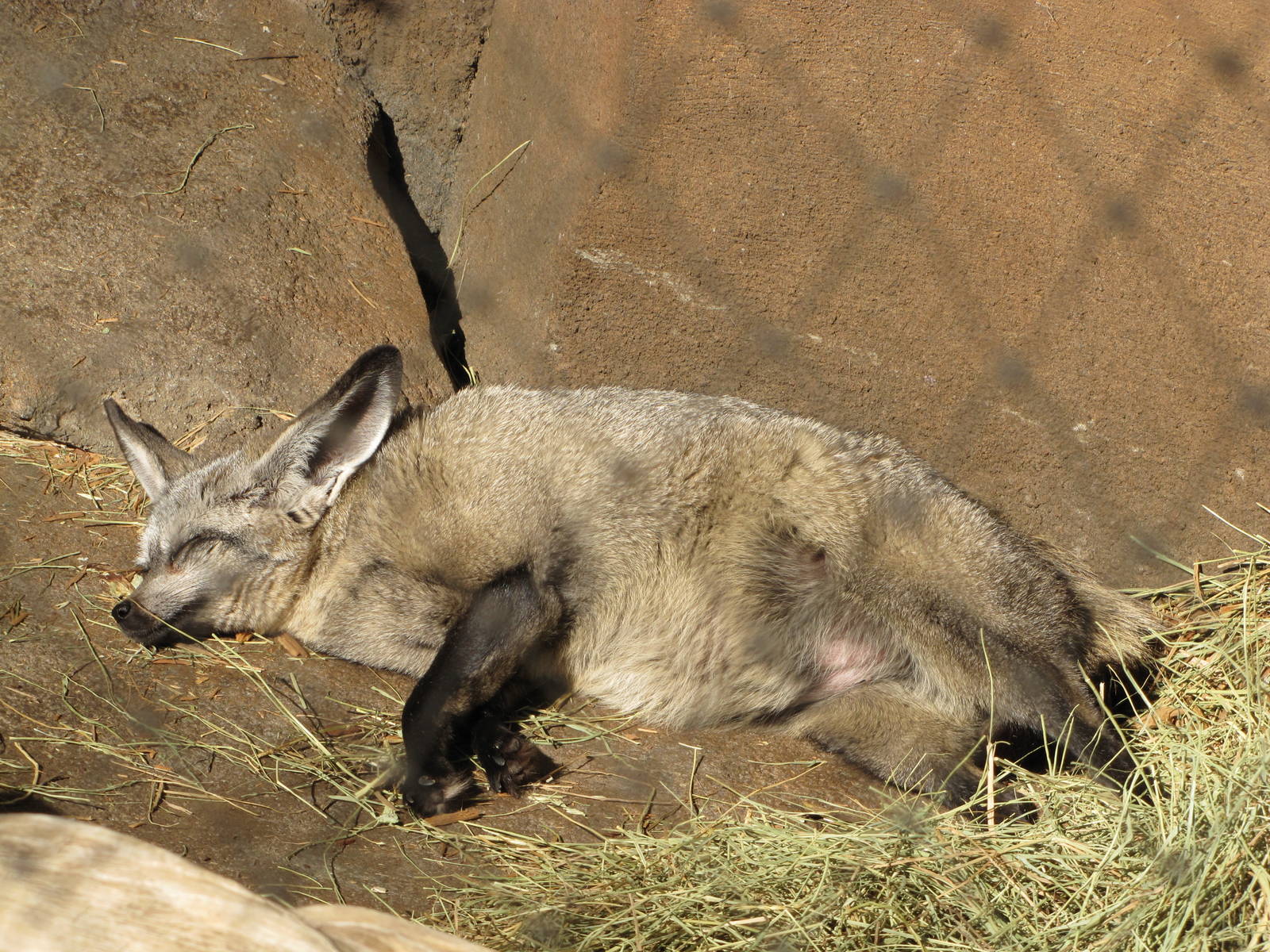Henry Doorly Zoo 2010 - Bat-eared Fox in Desert Dome