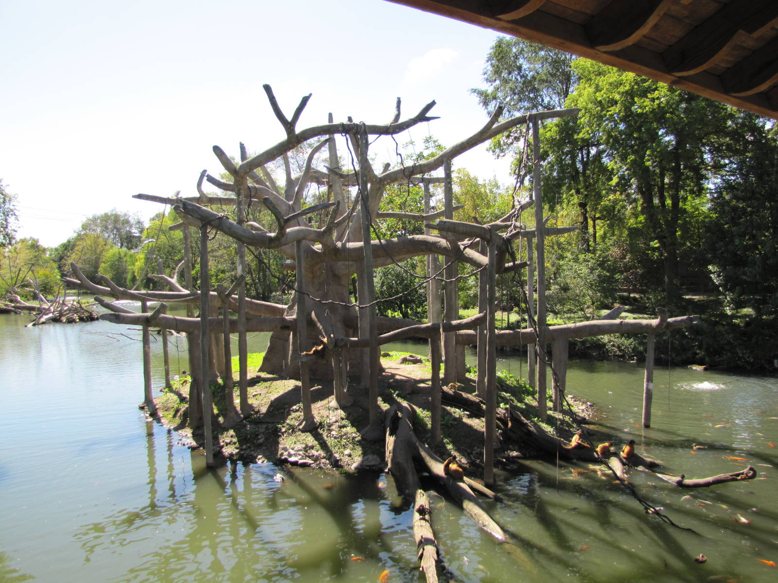 Henry Doorly Zoo 2010 - Black-handed Spider Monkeys on Lagoon Island