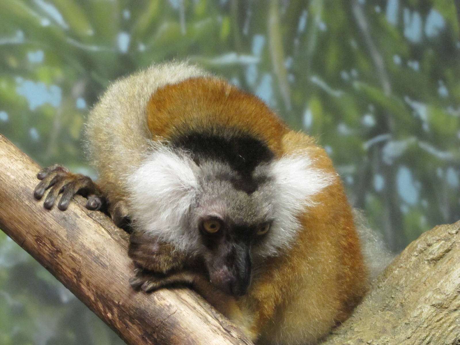 Henry Doorly Zoo 2010 - Black Lemur in Expedition Madagascar