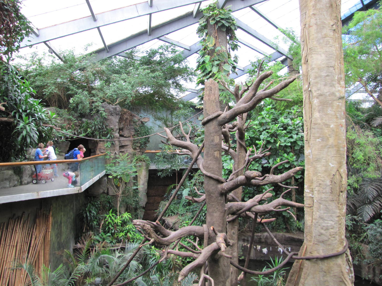 Henry Doorly Zoo 2010 - Blue Monkey exhibit in Lied Jungle