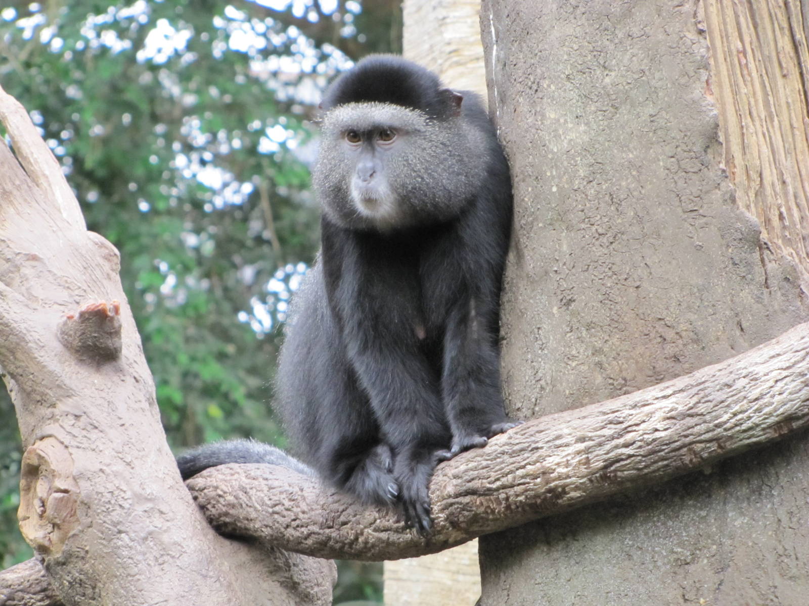Henry Doorly Zoo 2010 - Blue Monkey in Lied Jungle