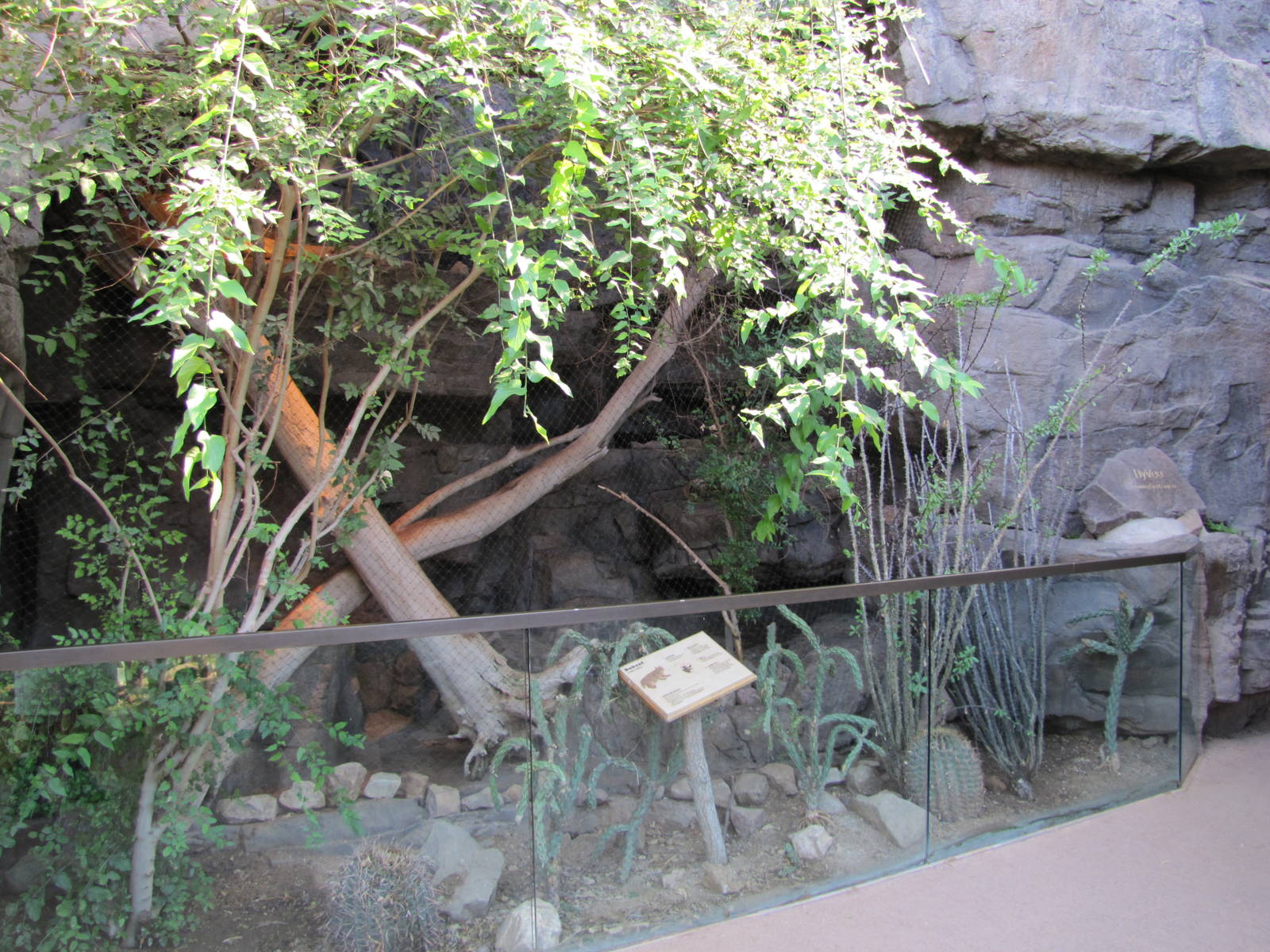 Henry Doorly Zoo 2010 - Bobcat exhibit in Desert Dome