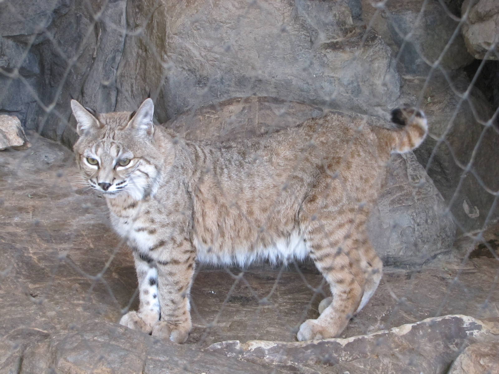 Henry Doorly Zoo 2010 - Bobcat in Desert Dome