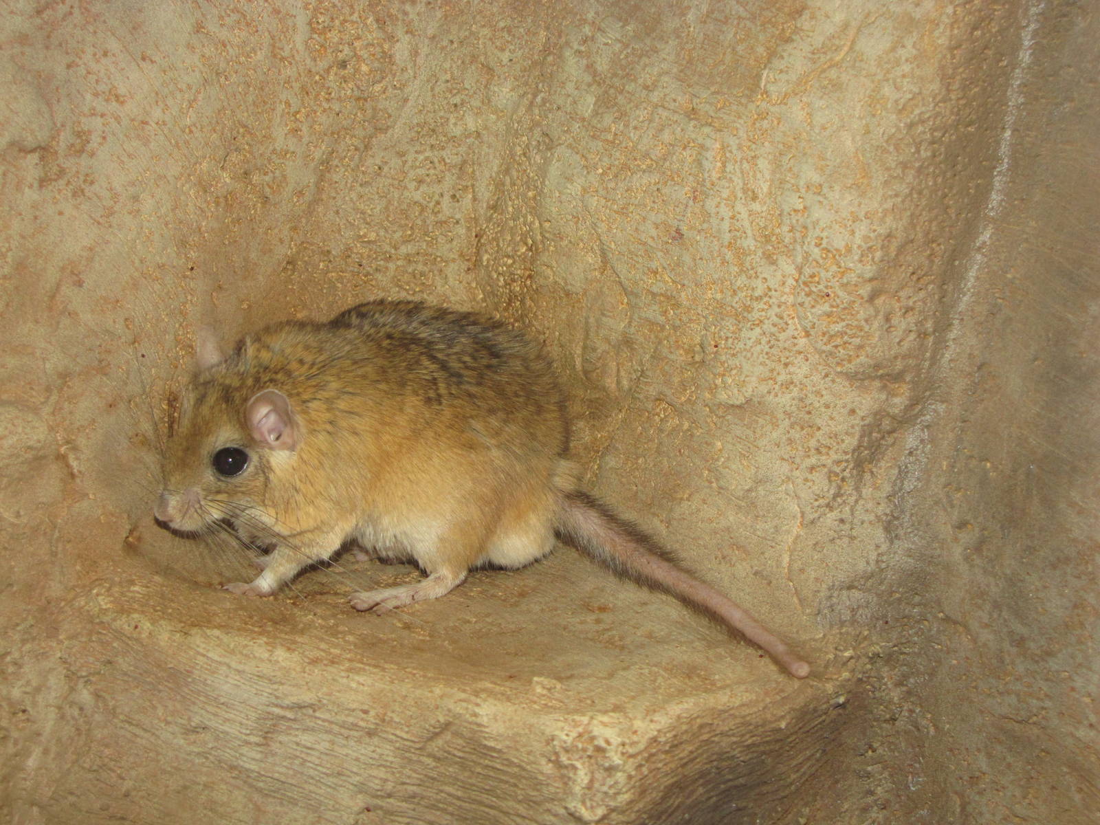 Henry Doorly Zoo 2010 - Bushy-tailed Jird in Kingdoms of the Night