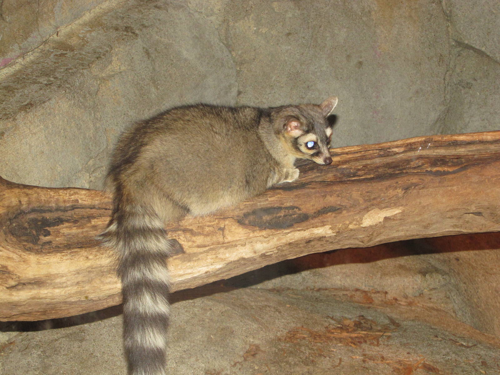 Henry Doorly Zoo 2010 - Cacomistle in Kingdoms of the Night