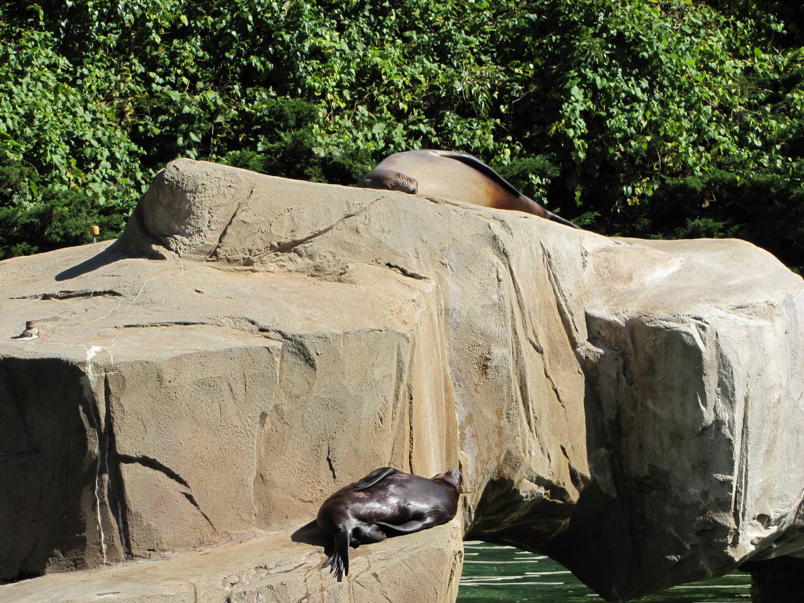 Henry Doorly Zoo 2010 - California Sea Lion and young pup