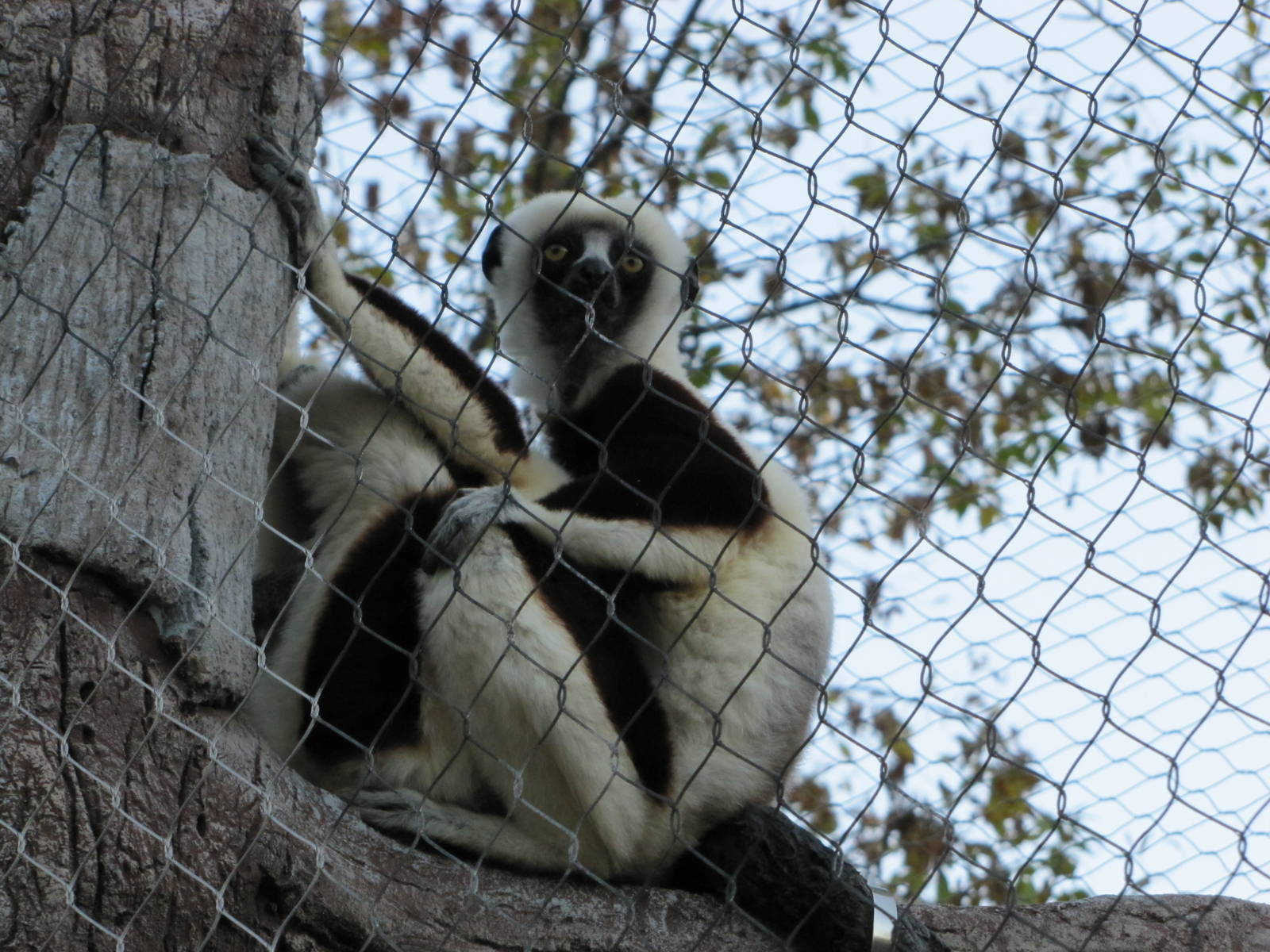 Henry Doorly Zoo 2010 - Coquerels Sifaka in Expedition Madagascar