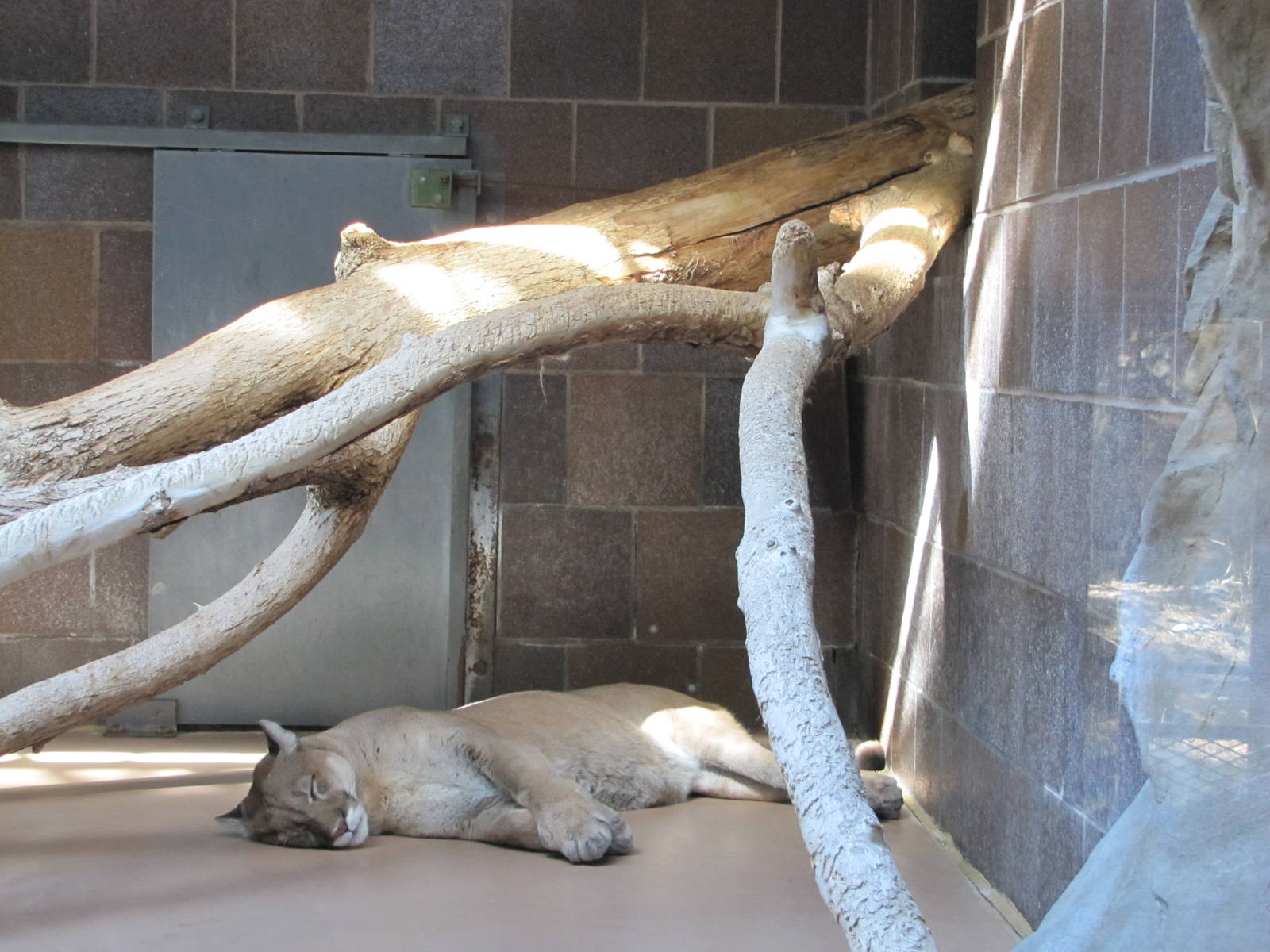 Henry Doorly Zoo 2010 - Cougar in the Cat Complex