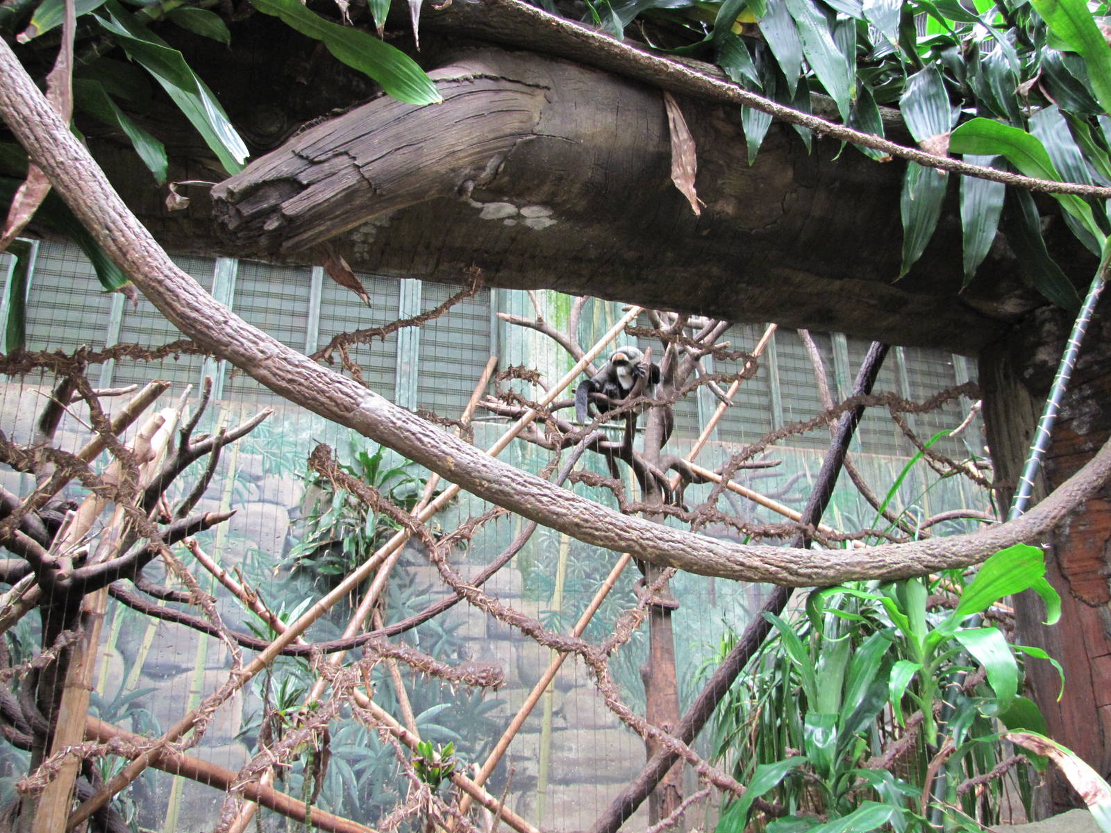 Henry Doorly Zoo 2010 - DeBrazza Monkey in Lied Jungle