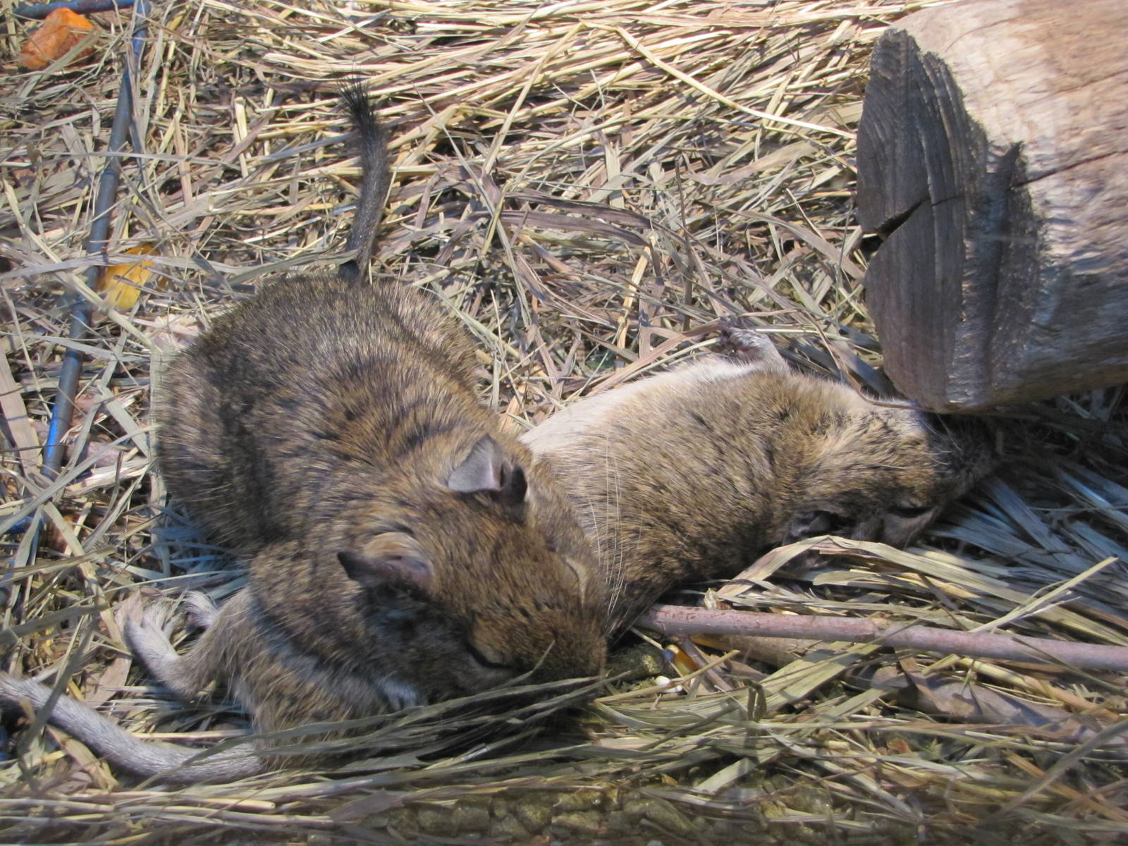 Henry Doorly Zoo 2010 - Degu in Wild Kingdom Pavilion