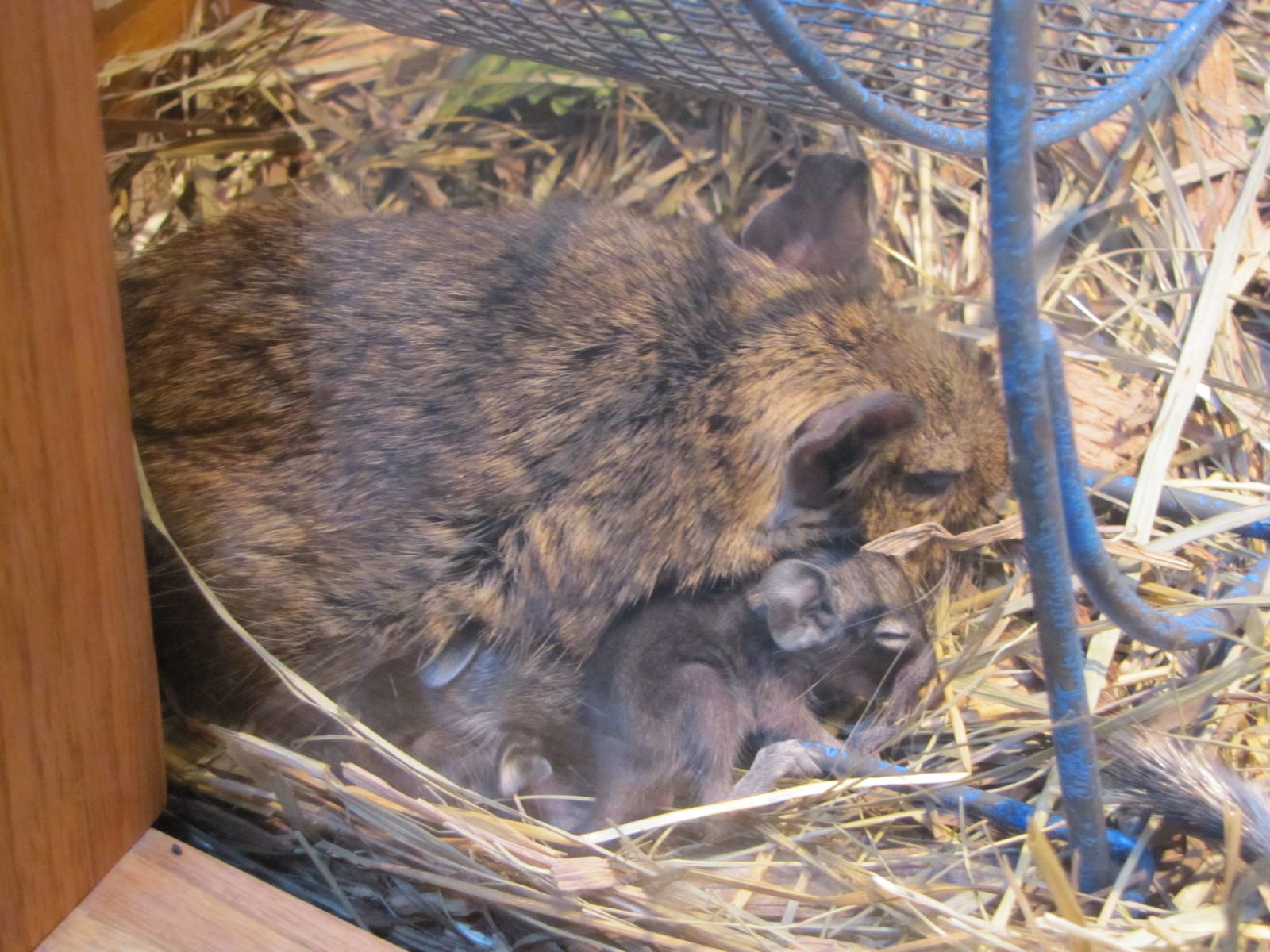 Henry Doorly Zoo 2010 - Degu with young in Wild Kingdom Pavilion