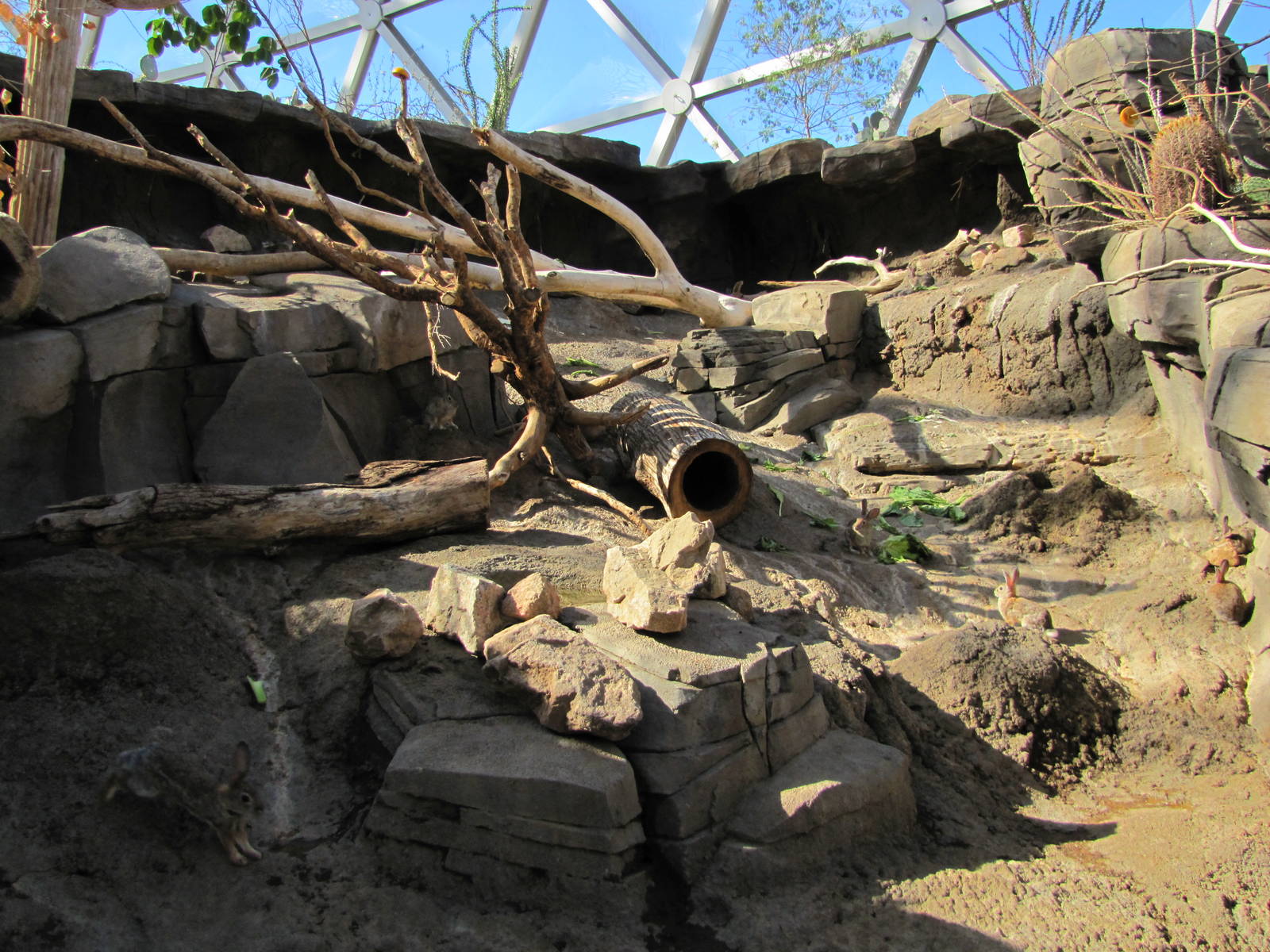 Henry Doorly Zoo 2010 - Desert Cottontail exhibit in Desert Dome