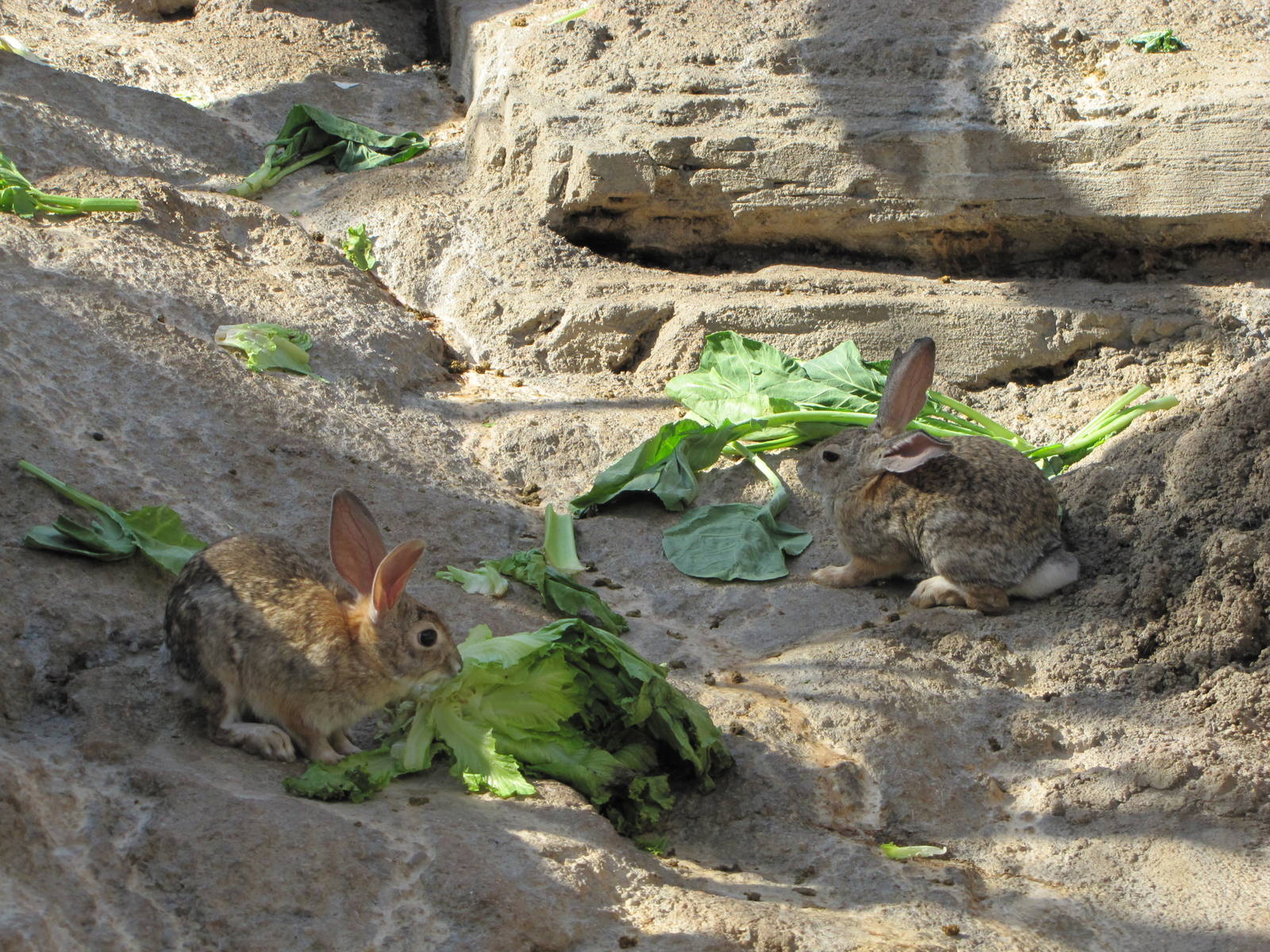 Henry Doorly Zoo 2010 - Desert Cottontail in Desert Dome