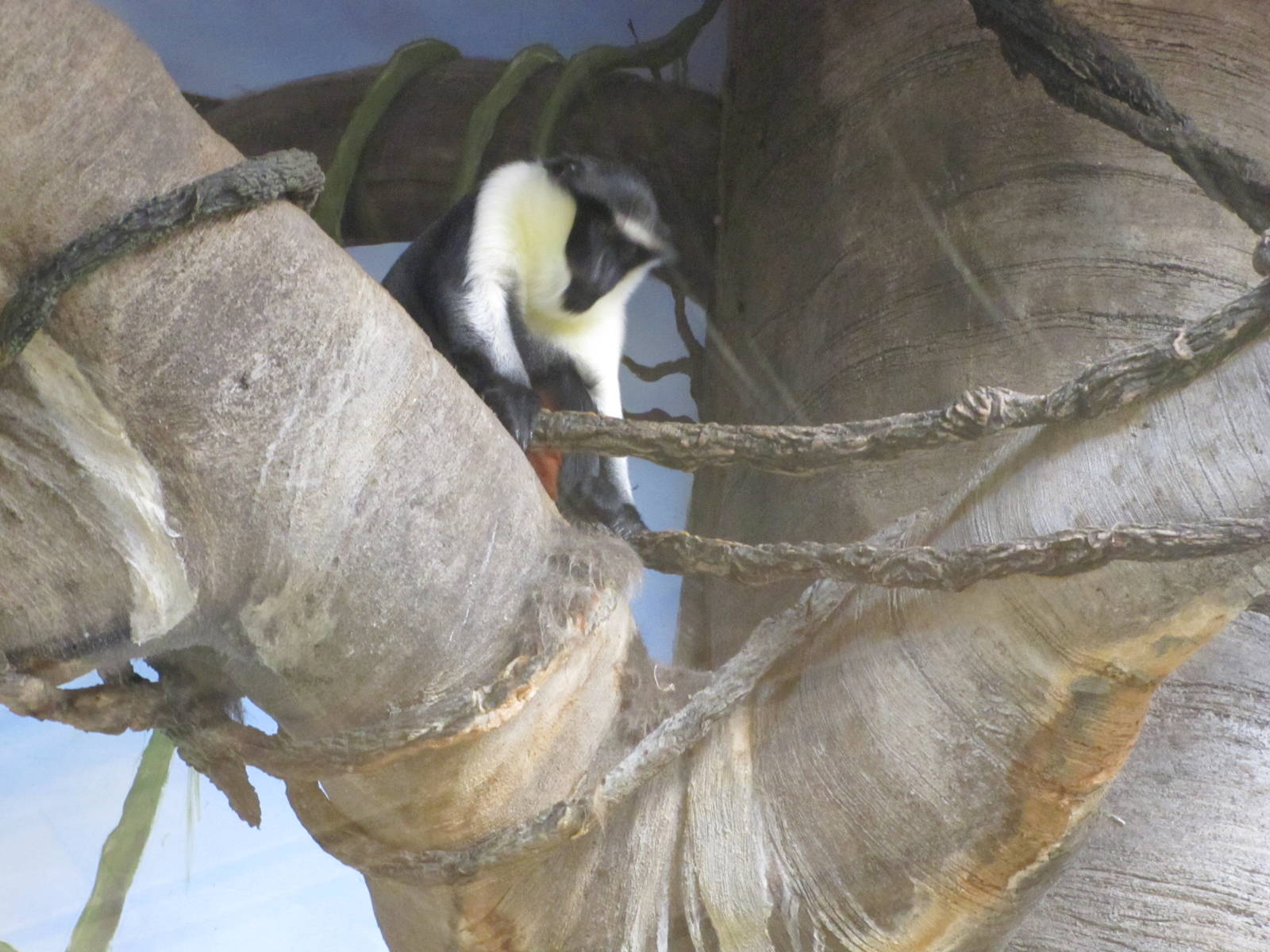 Henry Doorly Zoo 2010 - Diana Monkey in Hubbard Gorilla Valley