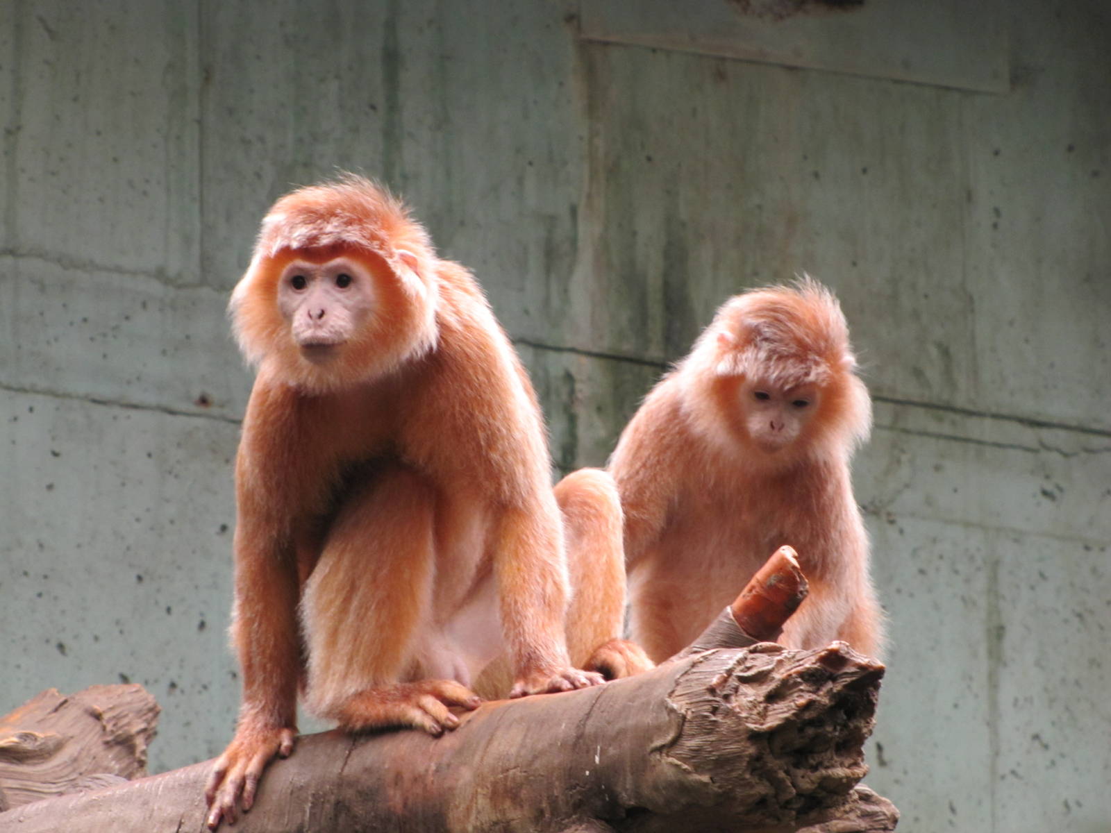 Henry Doorly Zoo 2010 - Ebony Langurs in Lied Jungle