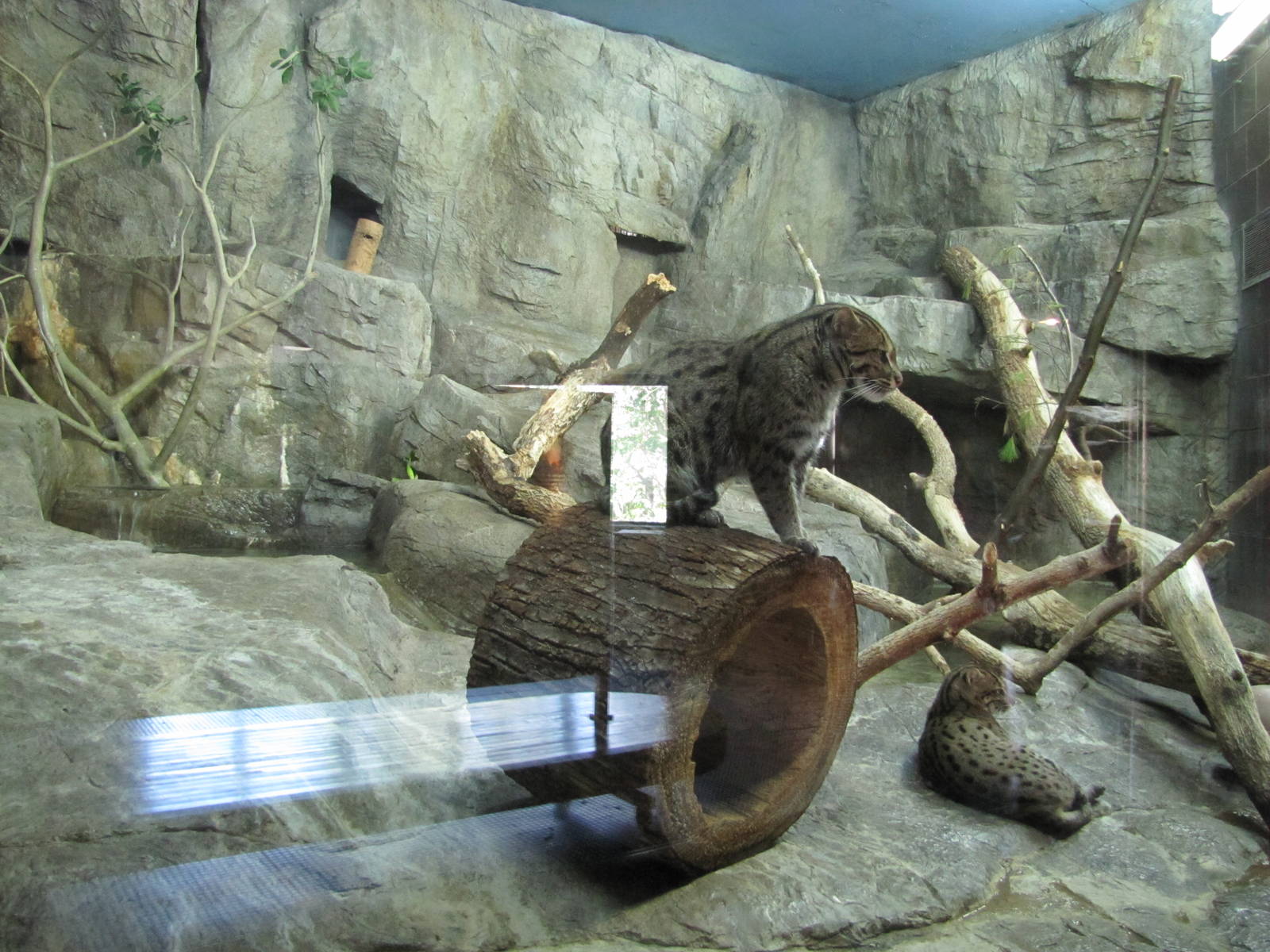 Henry Doorly Zoo 2010 - Fishing Cats in the Cat Complex