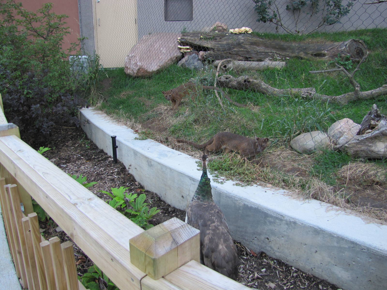 Henry Doorly Zoo 2010 - Foolish Peacock and Fierce Fossa