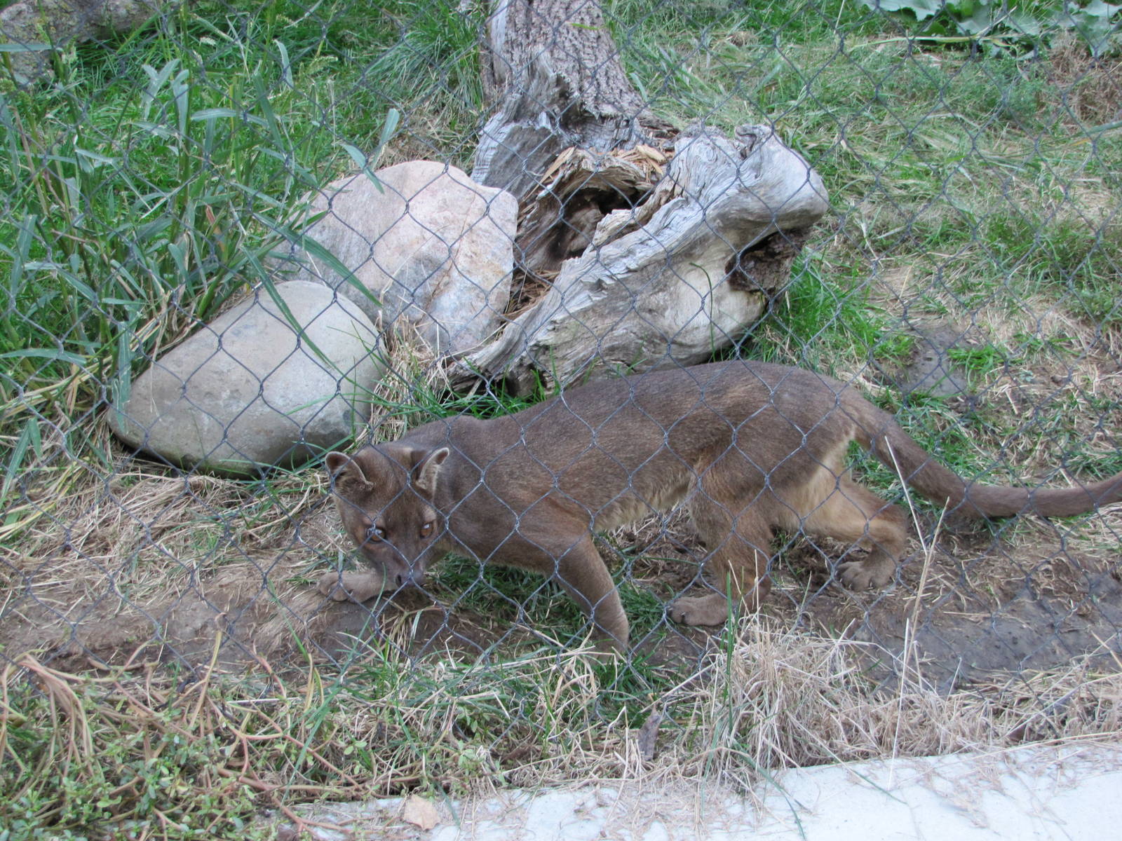 Henry Doorly Zoo 2010 - Fossa in Expedition Madagascar