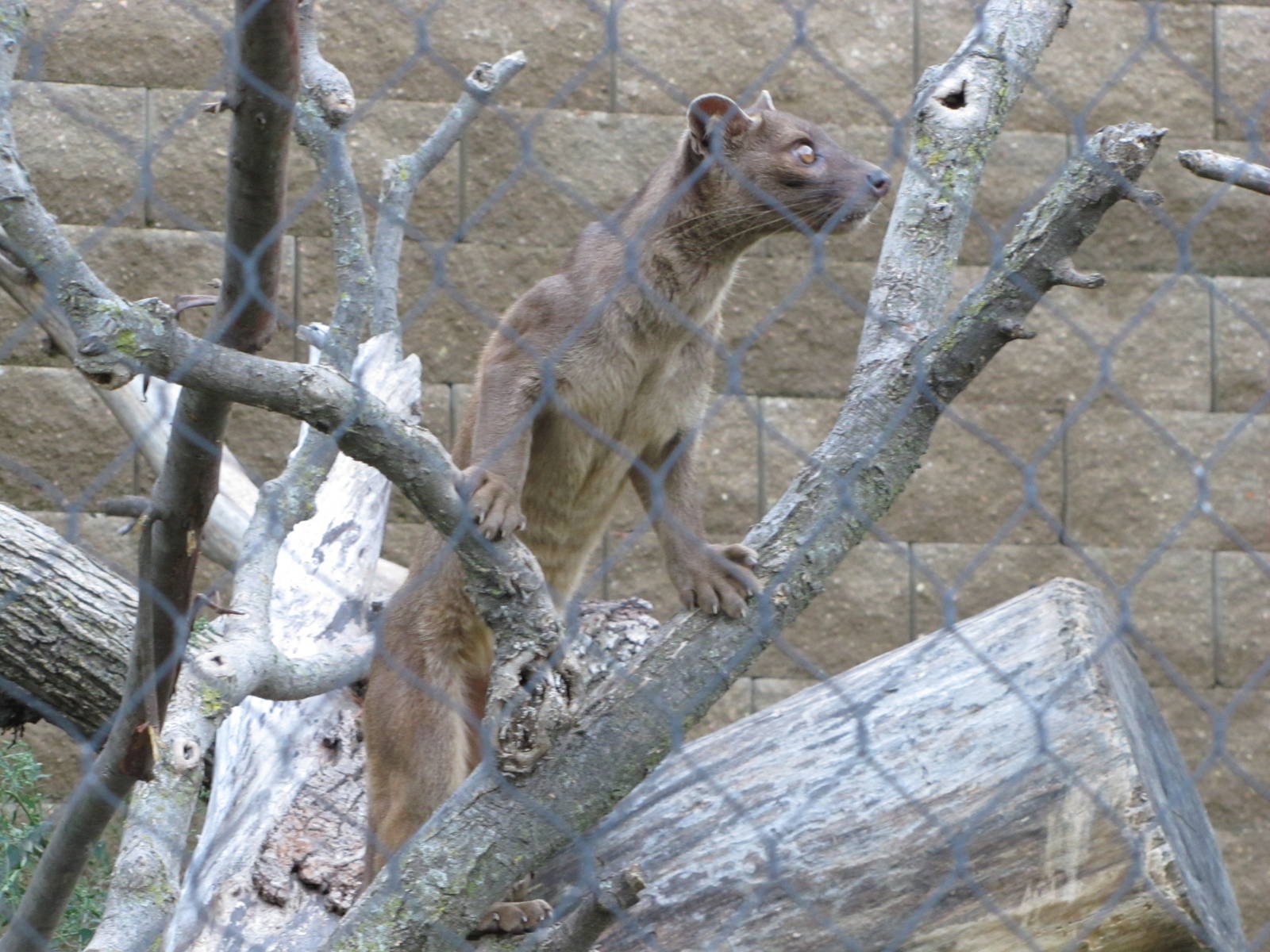 Henry Doorly Zoo 2010 - Fossa in Expedition Madagascar