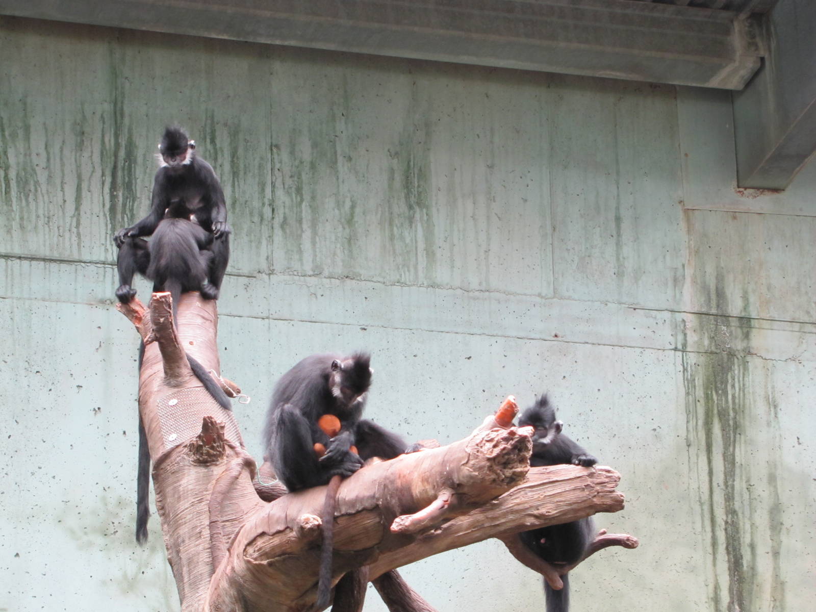 Henry Doorly Zoo 2010 - Francois Langur group in Lied Jungle