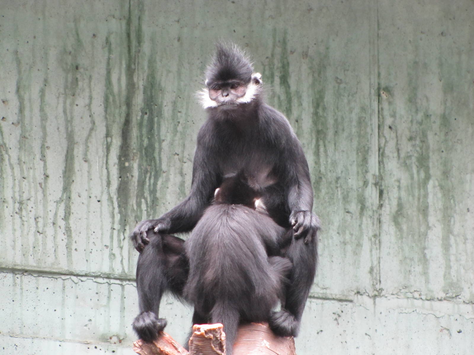 Henry Doorly Zoo 2010 - Francois Langur mother nurtures her young in Lied J