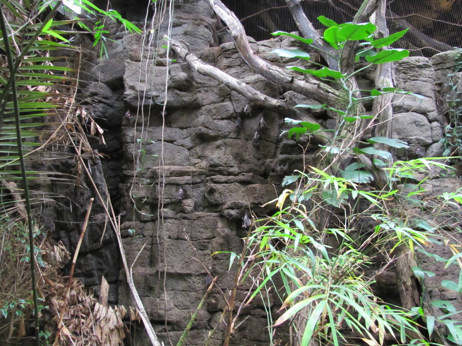 Henry Doorly Zoo 2010 - Free-ranging Giant Indian Fruit Bats in Lied Jungle