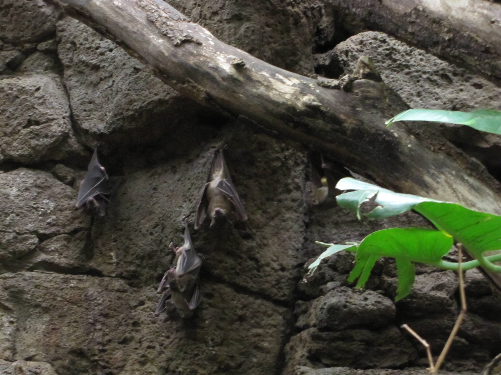 Henry Doorly Zoo 2010 - Free-ranging Giant Indian Fruit Bats in Lied Jungle