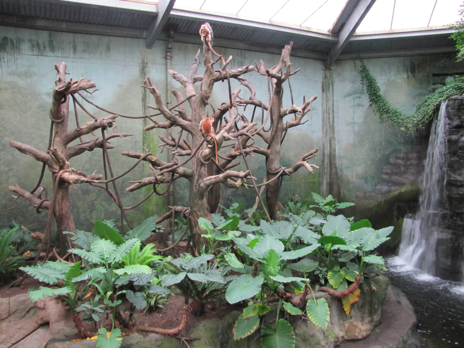 Henry Doorly Zoo 2010 - Front of Ebony and Francois Langur exhibit in Lied