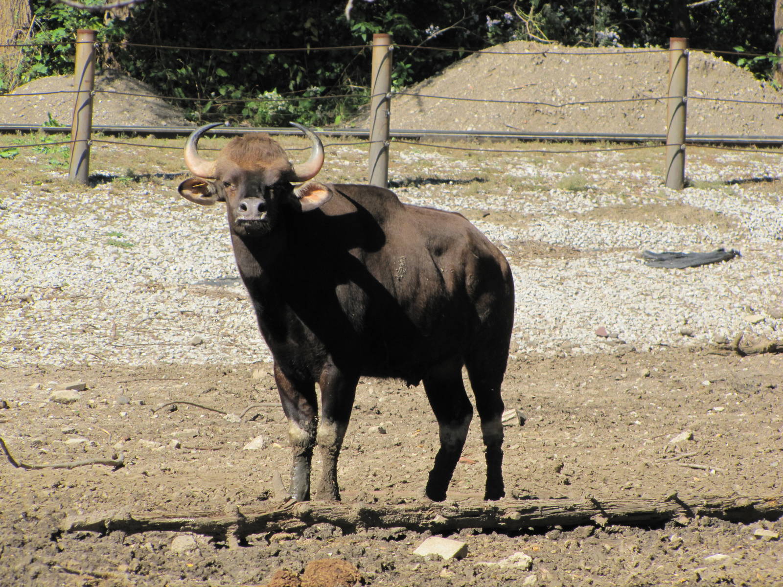 Henry Doorly Zoo 2010 - Gaur