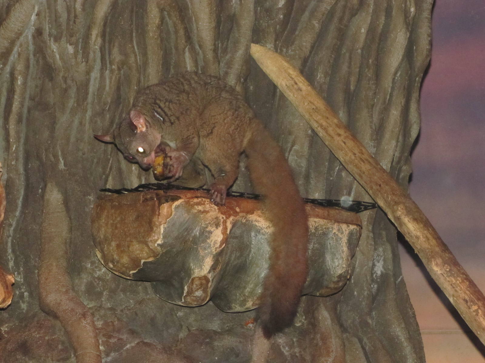 Henry Doorly Zoo 2010 - Greater Bushbaby in Kingdoms of the Night