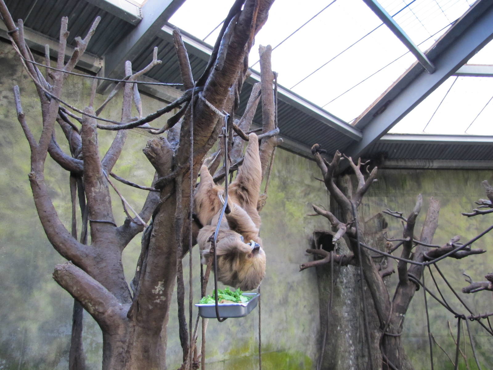 Henry Doorly Zoo 2010 - Hoffmans Two-toed Sloth in Lied Jungle