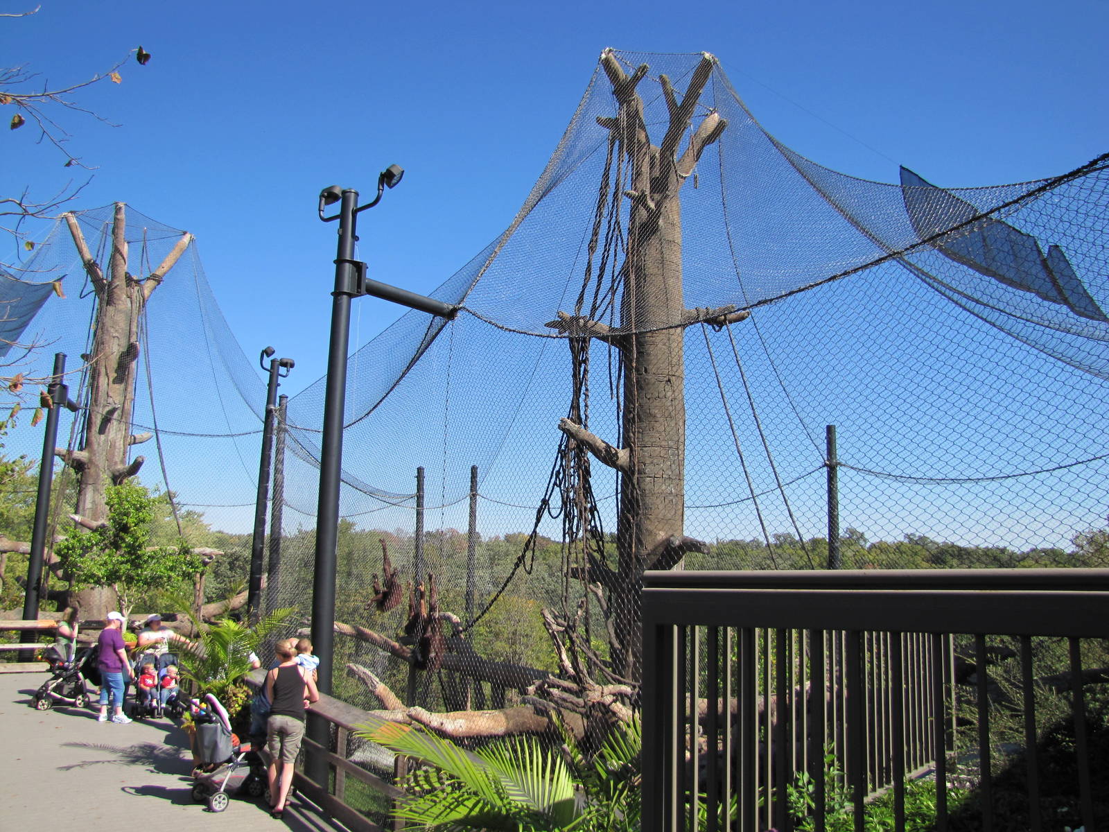 Henry Doorly Zoo 2010 - Hubbard Orangutan Forest