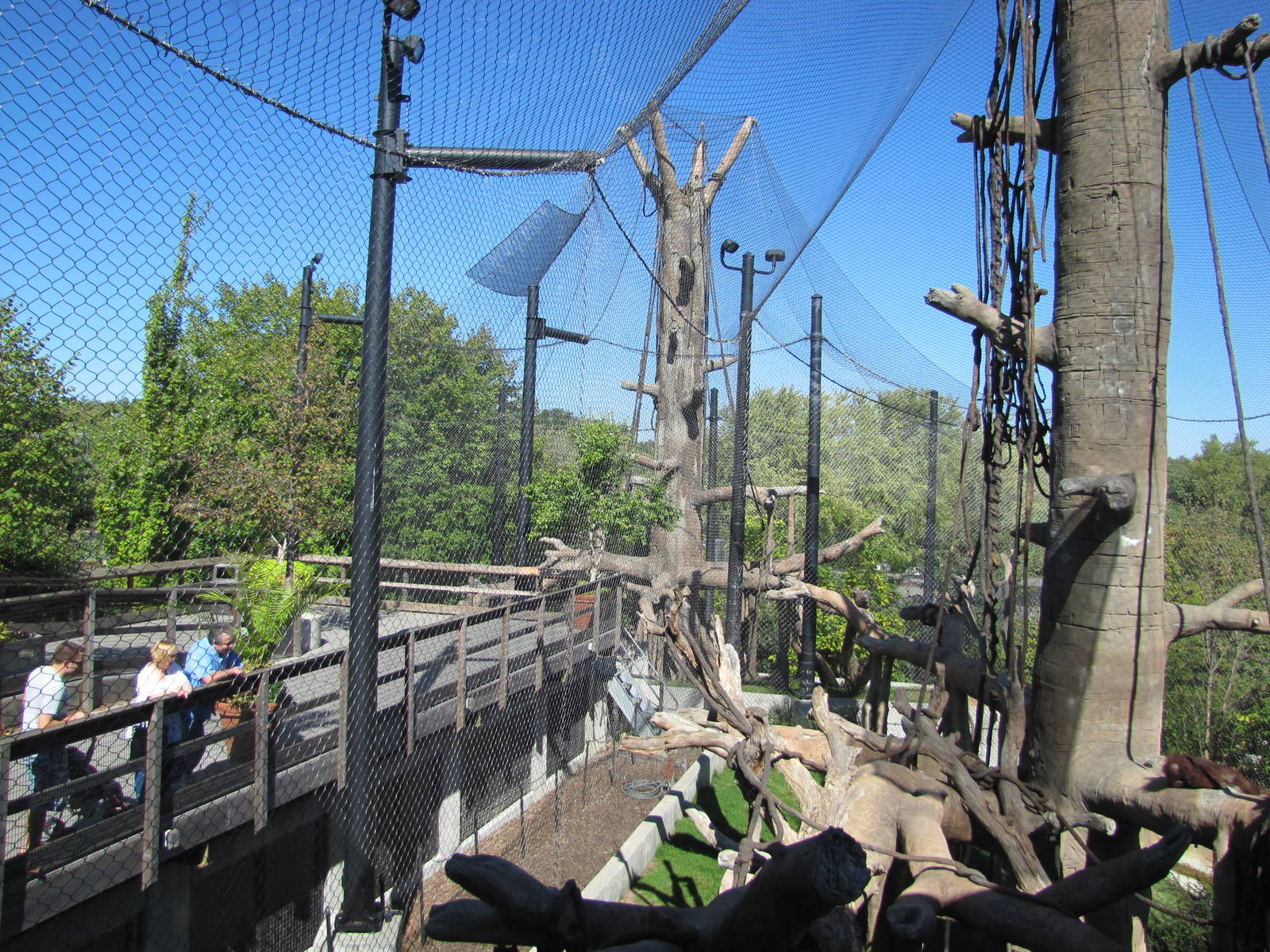 Henry Doorly Zoo 2010 - Hubbard Orangutan Forest