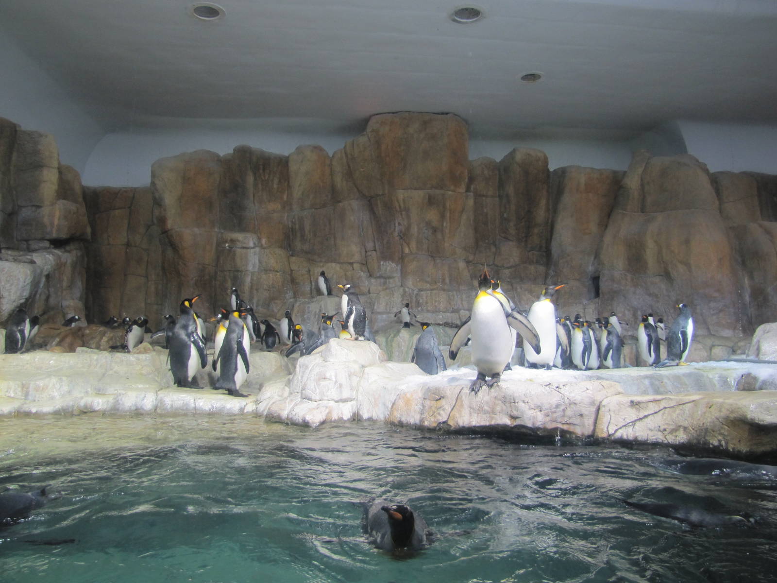 Henry Doorly Zoo 2010 - Inside Penguin exhibit in Kingdoms of the Seas Aqua