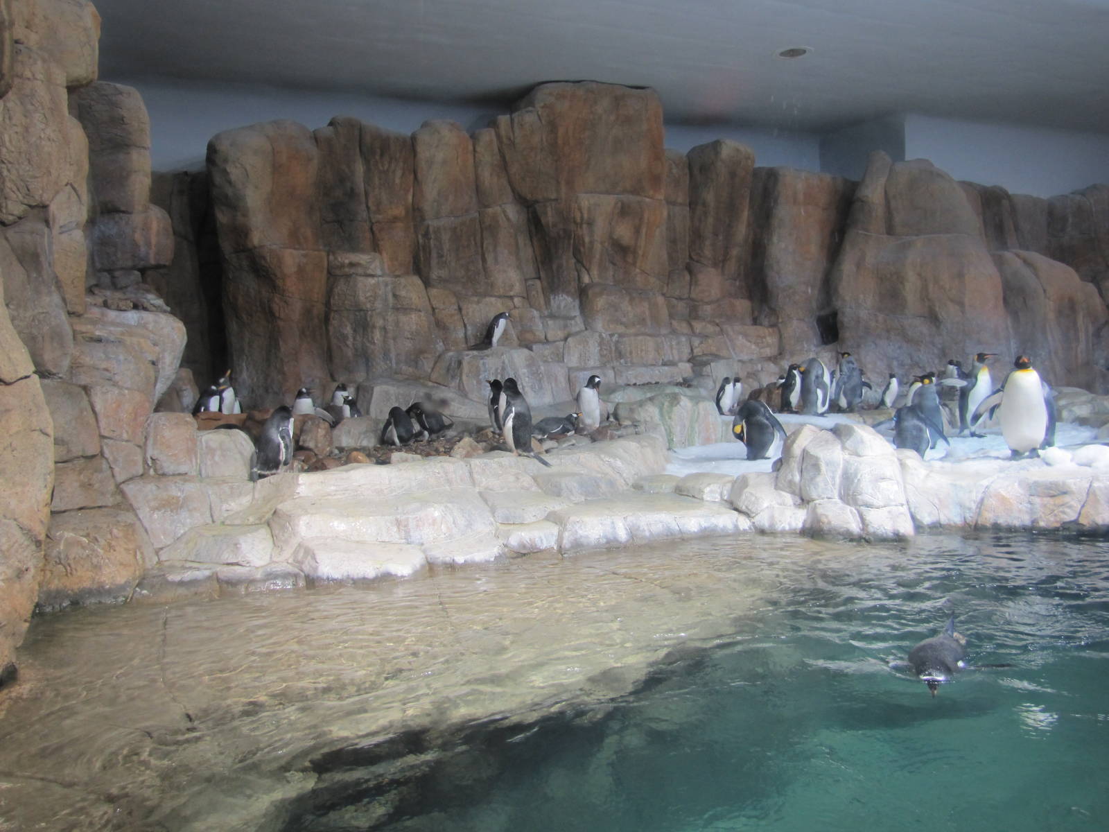 Henry Doorly Zoo 2010 - Inside Penguin exhibit in Kingdoms of the Seas Aqua