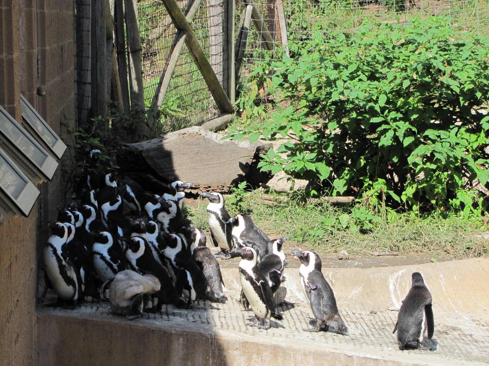 Henry Doorly Zoo 2010 - Jackass Penguins