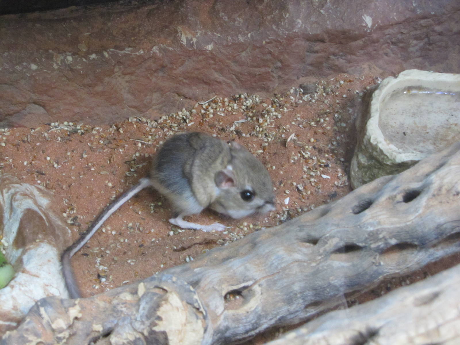 Henry Doorly Zoo 2010 - Kangaroo Rat in Wild Kingdom Pavilion