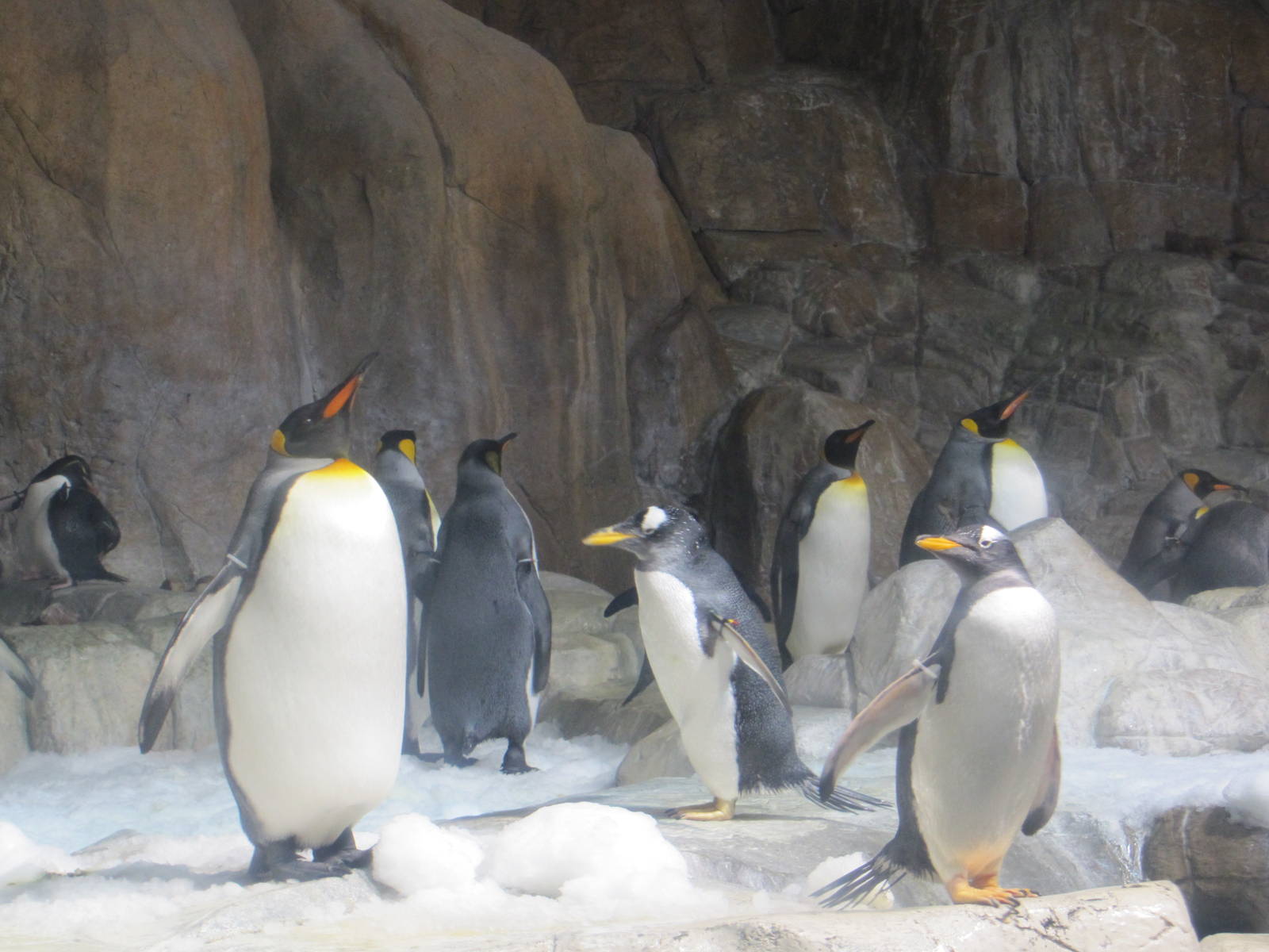Henry Doorly Zoo 2010 - King and Gentoo Penguins in Kingdoms of the Seas Aq