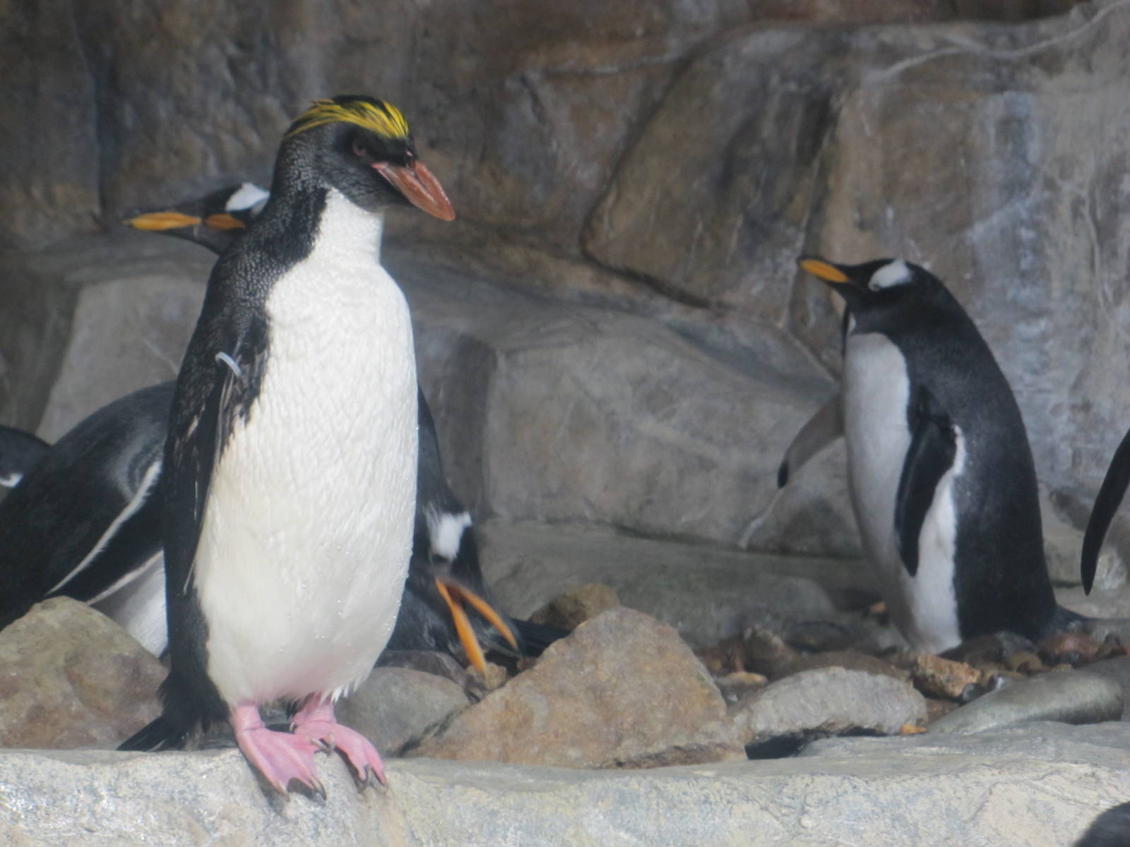 Henry Doorly Zoo 2010 - Macaroni and Gentoo Penguins in Kingdoms of the Sea