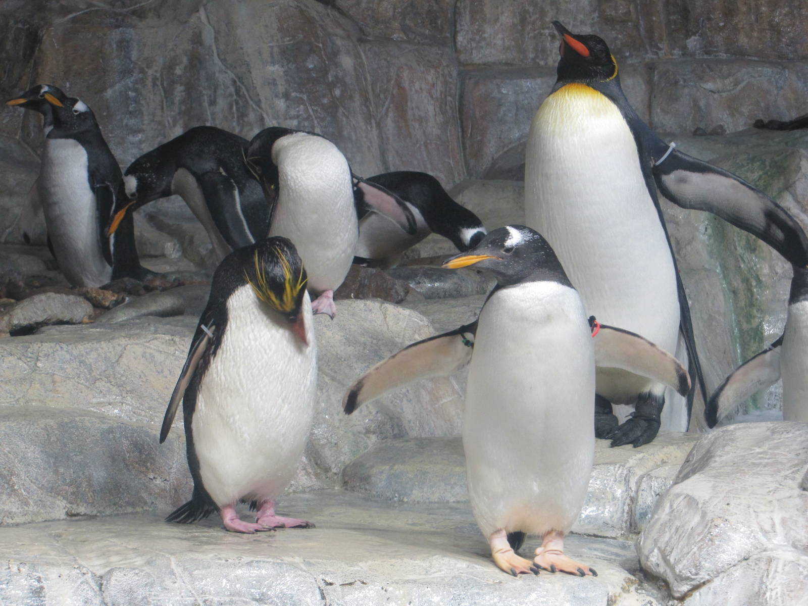 Henry Doorly Zoo 2010 - Macaroni, Gentoo and King Penguins in Kingdoms of t